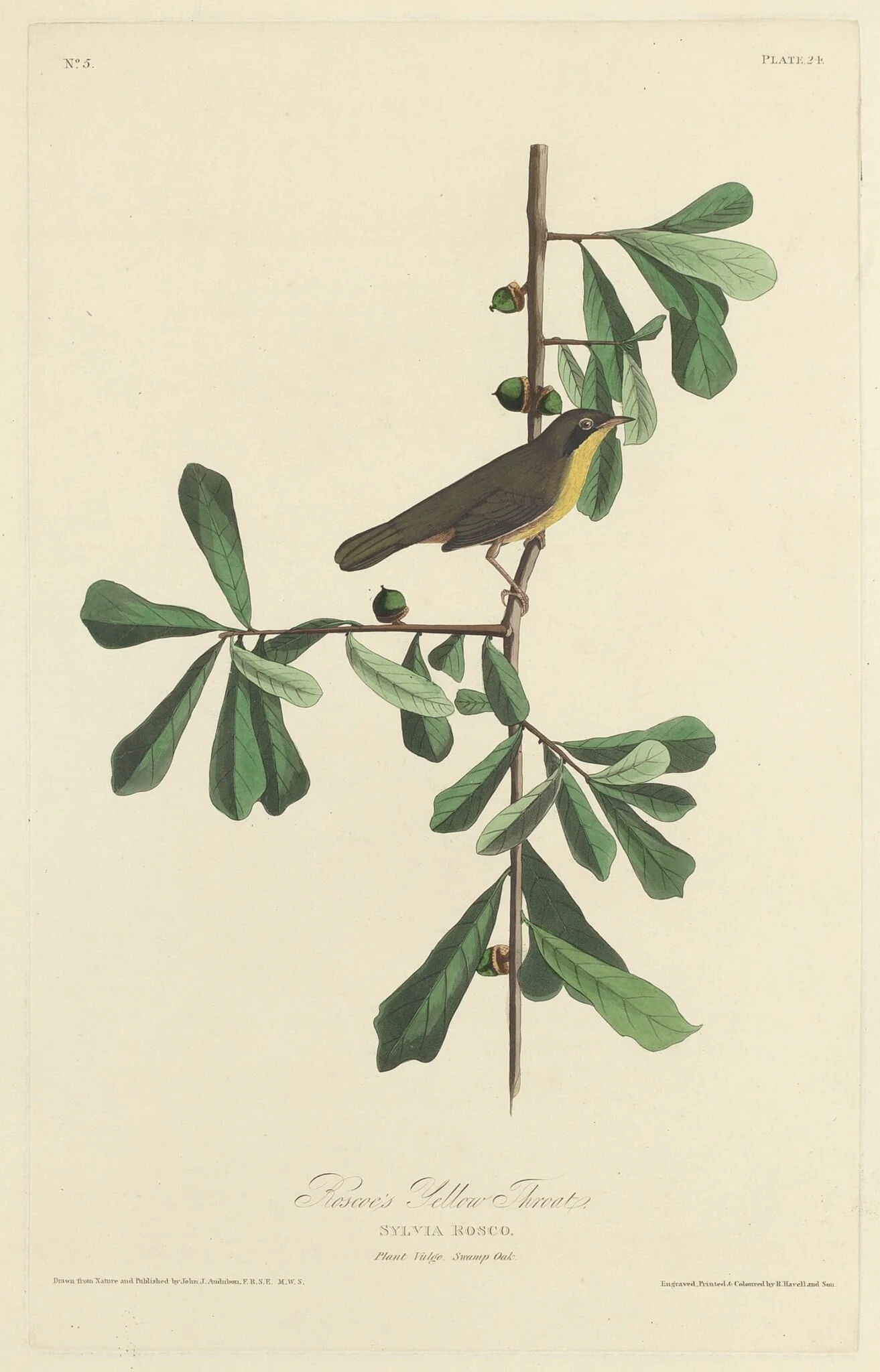 Roscoe's Yellow Throat, detail
