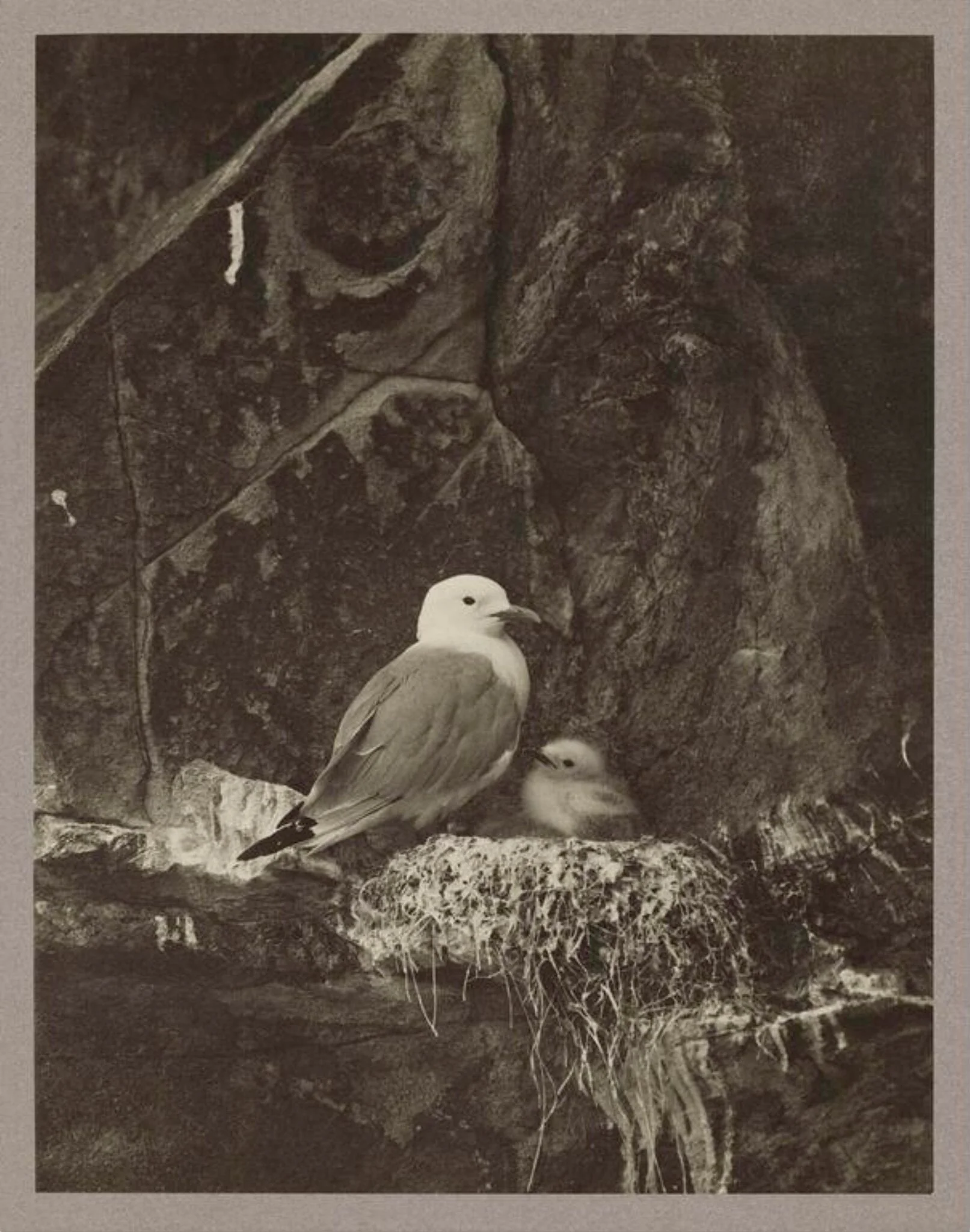 Kittiwake, detail