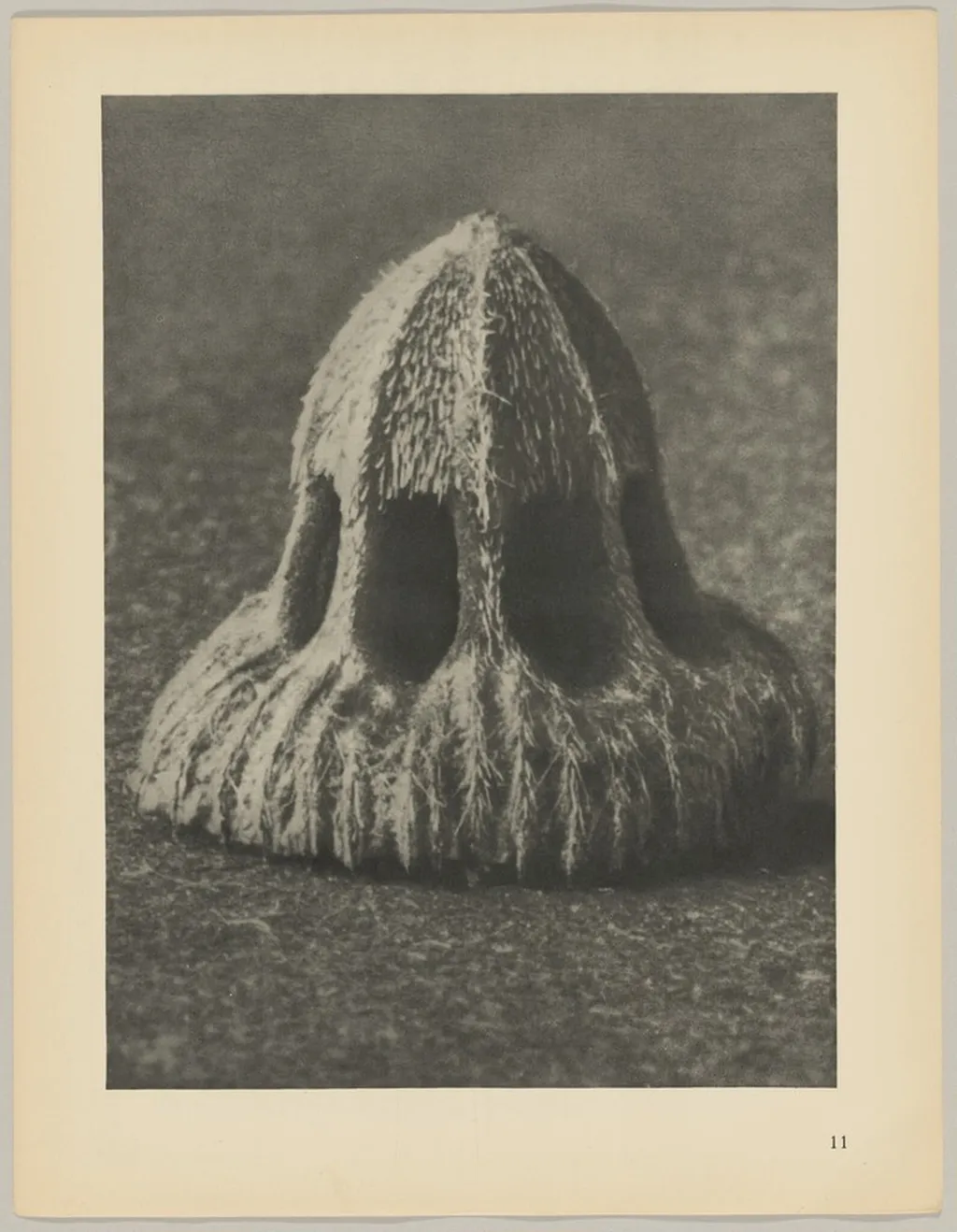 Callistemma brachiatum, by Karl Blossfeldt, 1928