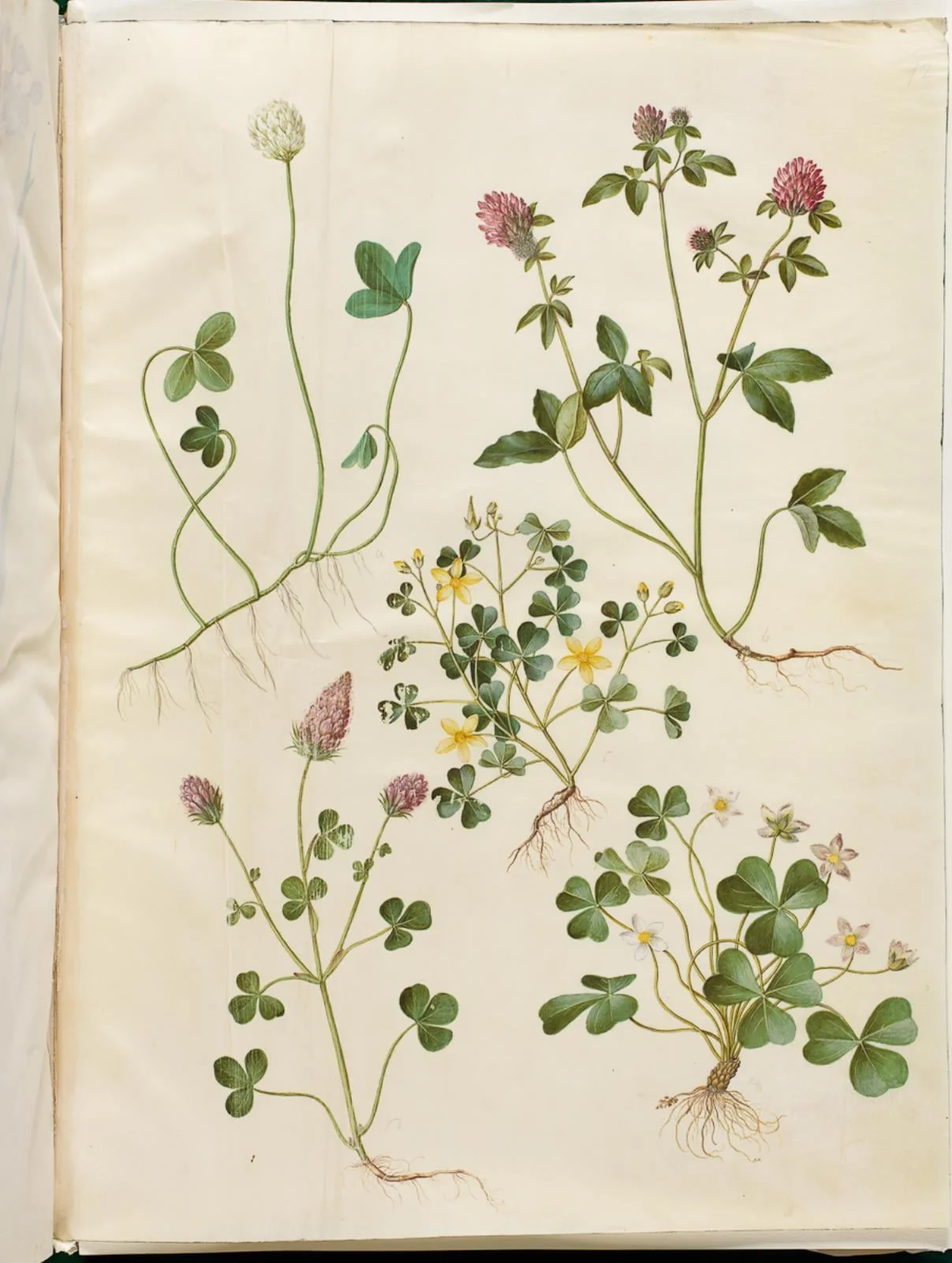 Trifolium repens (hvid-kløver); Trifolium pratense (rød-kløver); Oxalis corniculata (nedliggende surkløver); Trifolium incarnatum (blod-kløver); Oxalis acetosella (skovsyre), detail