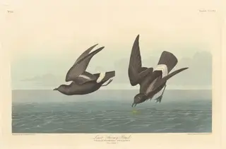 Least Stormy Petrel, by Havell, Jr., Robert, ink, 1836