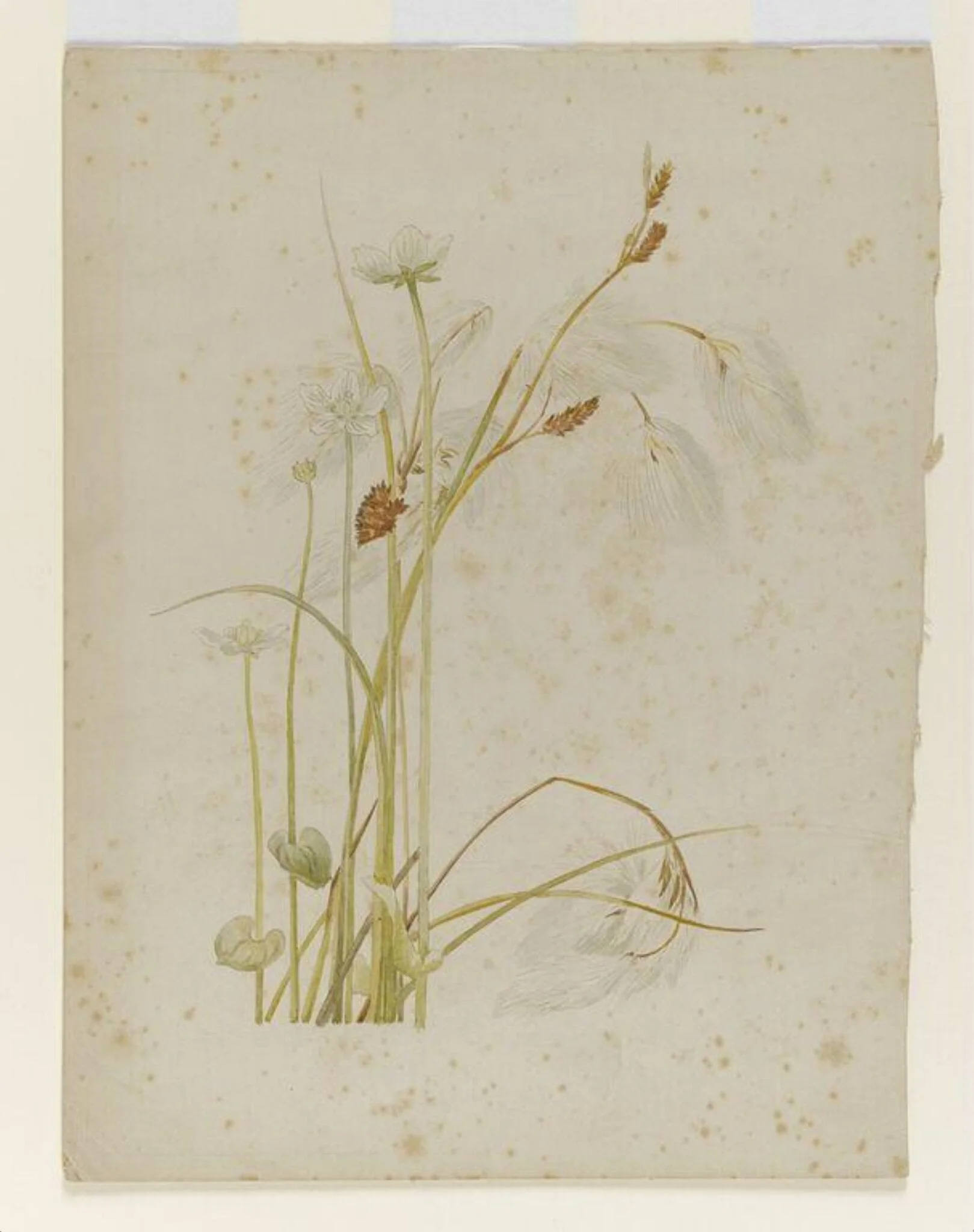 Cotton sedge with white wildflowers, detail