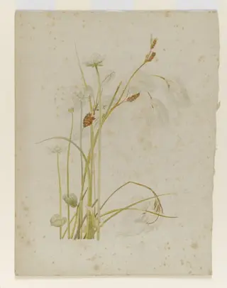 Cotton sedge with white wildflowers, by Beatrix Potter, watercolor, 1850