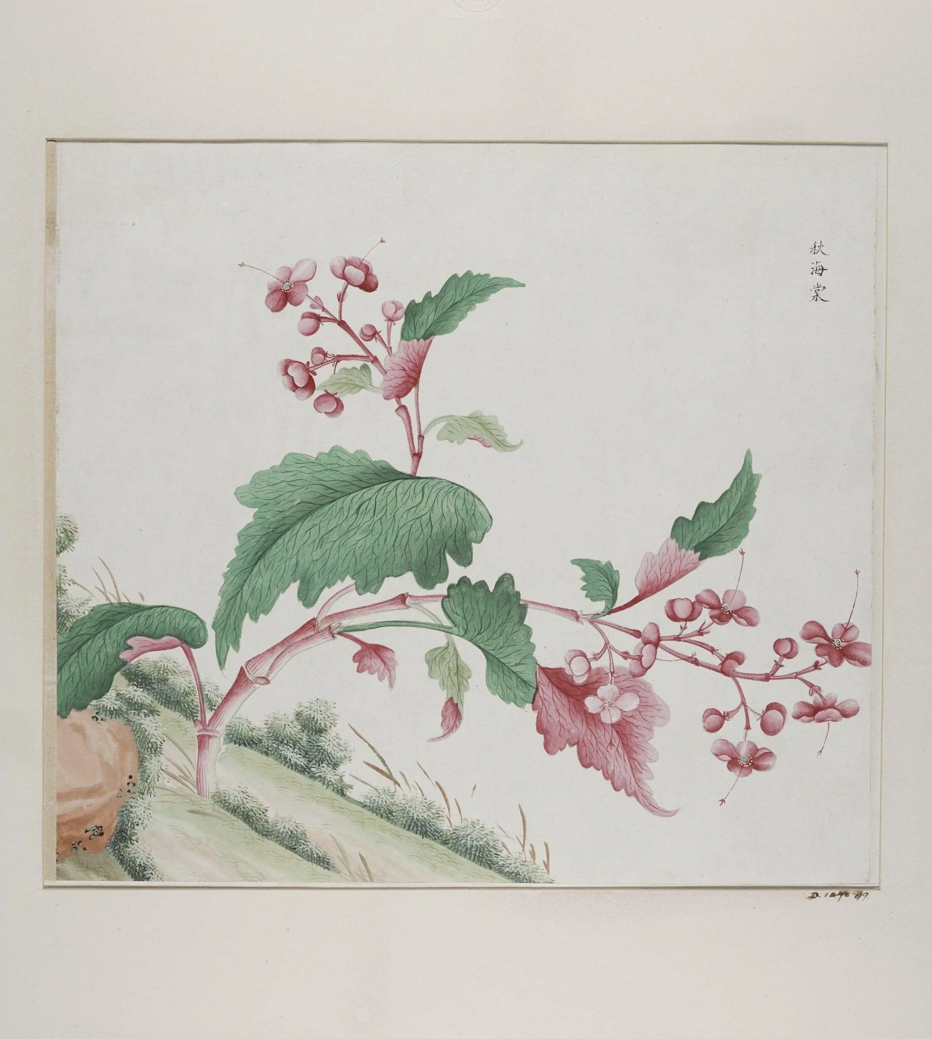 Qiu hai tang, detail