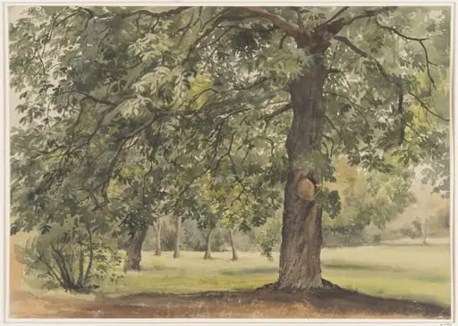 Landscape with Chestnut Tree in the foreground, by Thomas Frederick Collier, watercolor, 1855