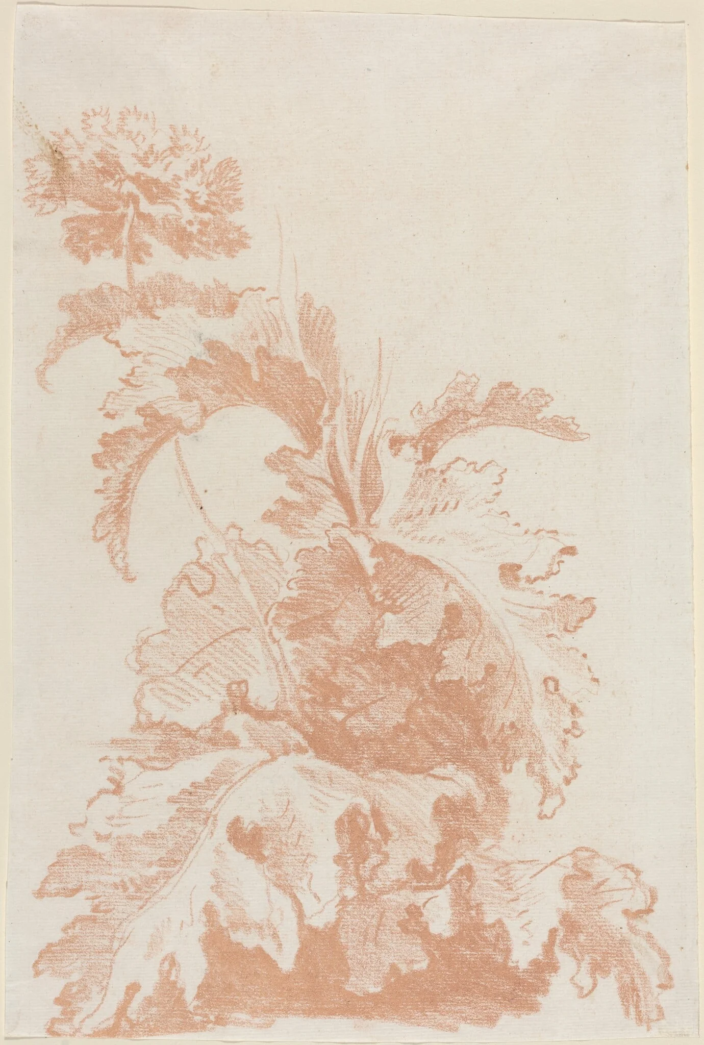 Poppy in Bloom, detail