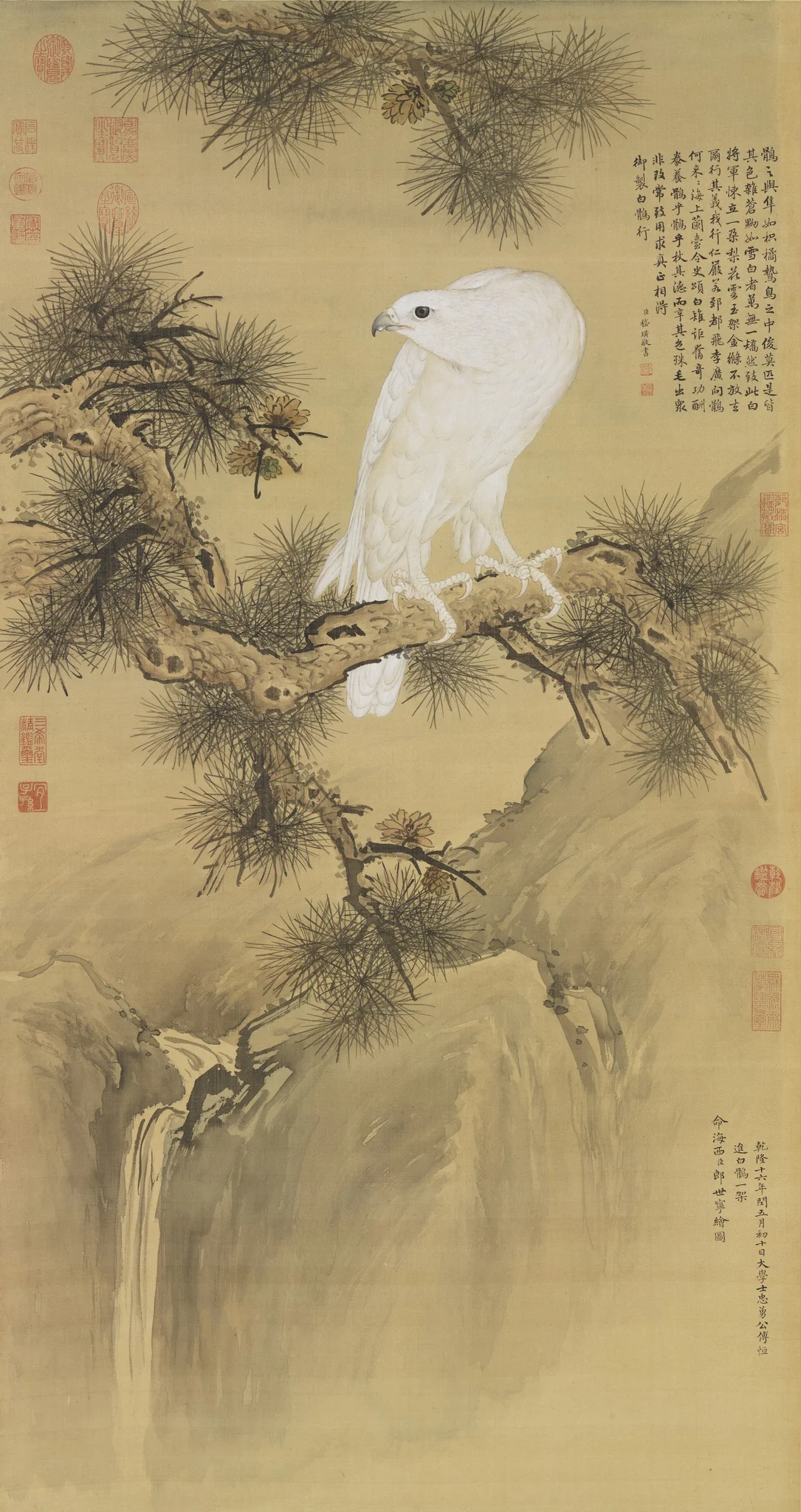 White Gyrfalcon, detail