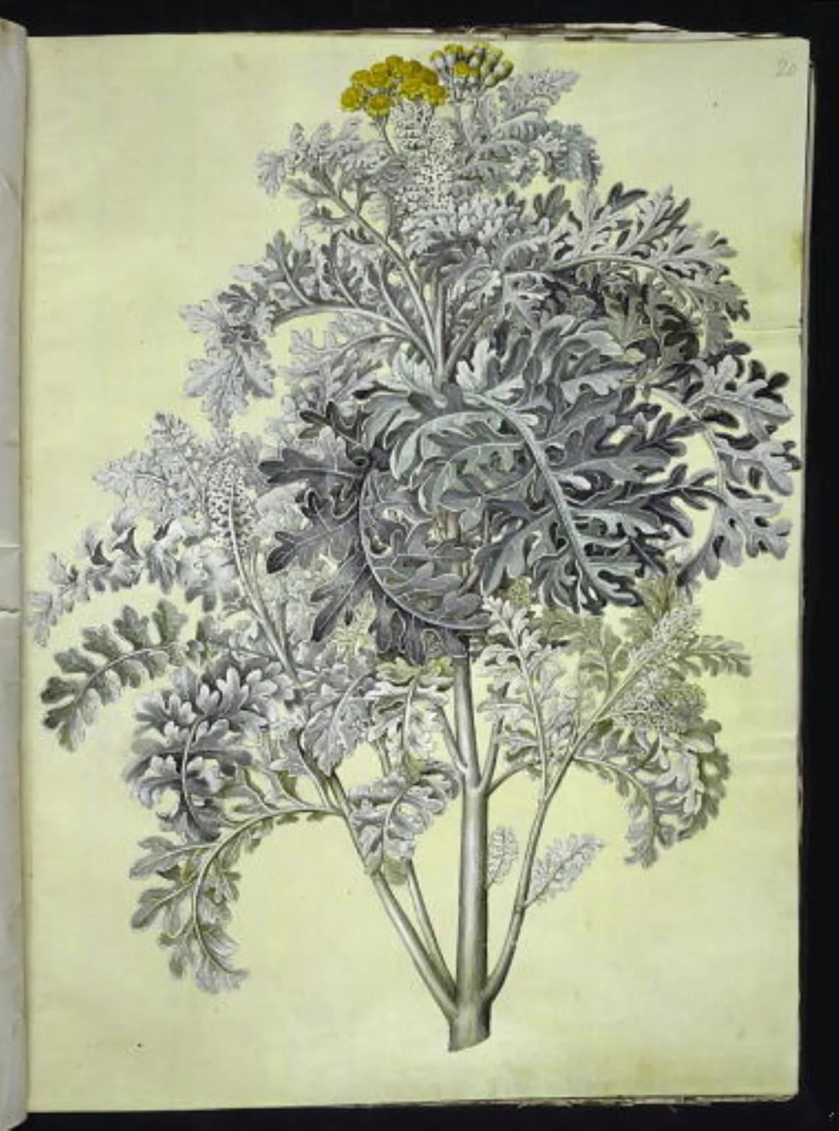 Jacobaea maritima (gråblad), detail