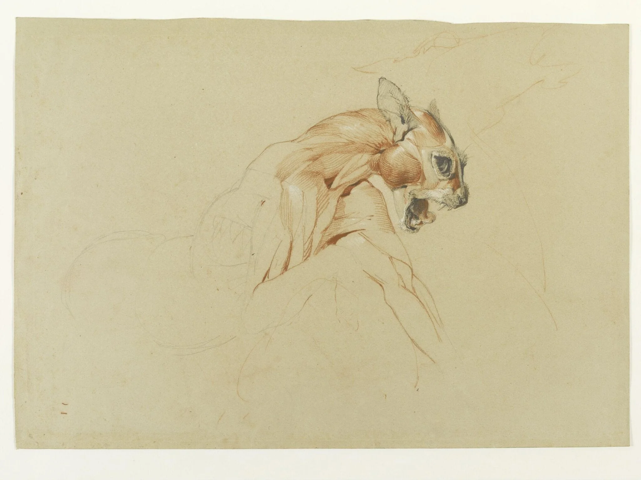 Ecorche drawing of the head and upper body of a wild cat, detail