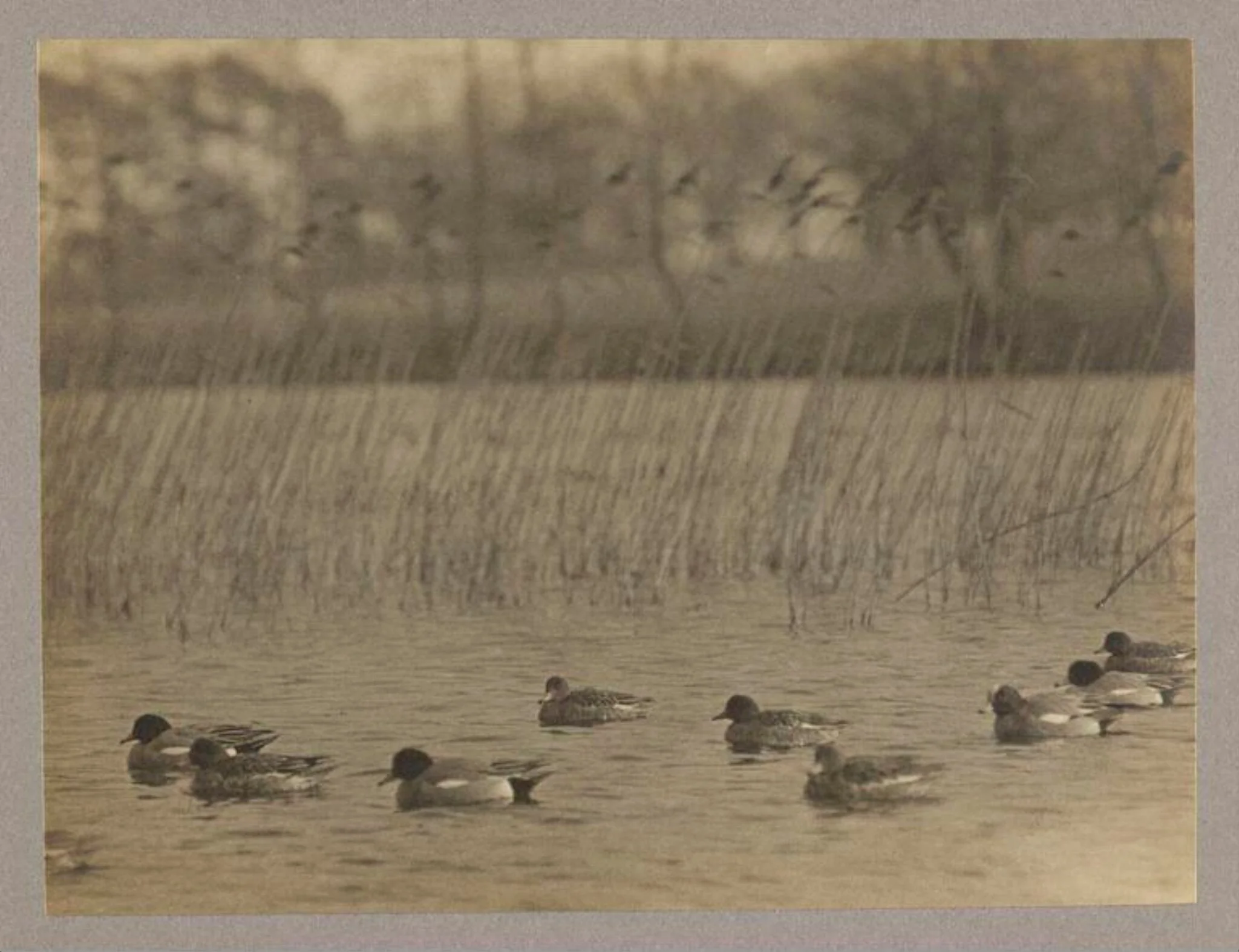 Widgeon, detail