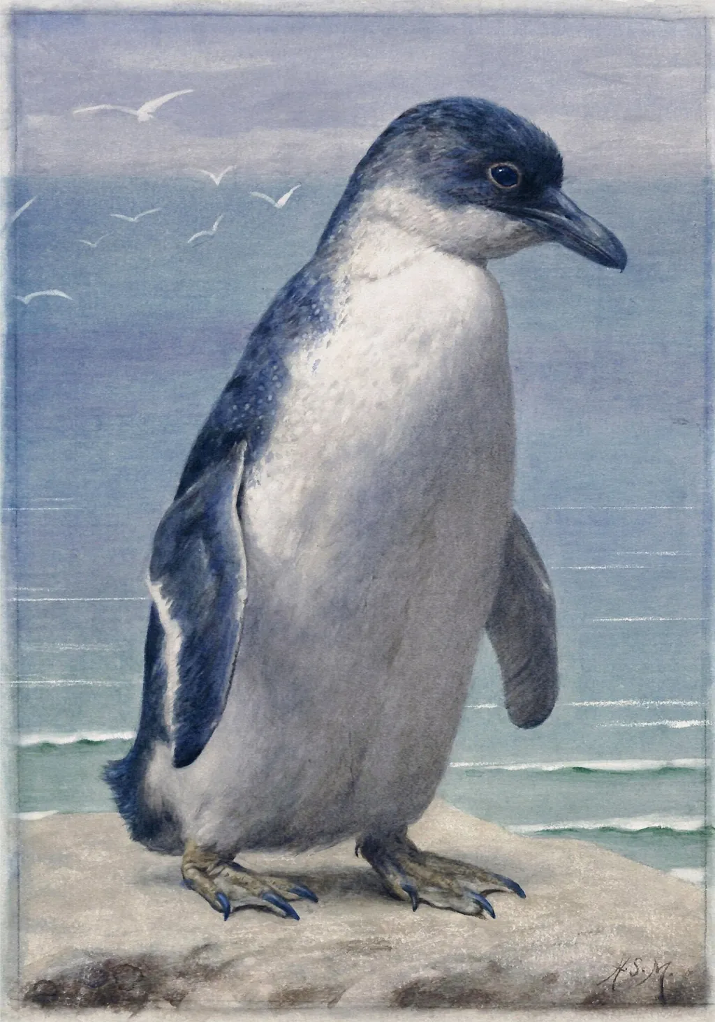 Study of a penguin, by Henry Stacy Marks, watercolor, 1850