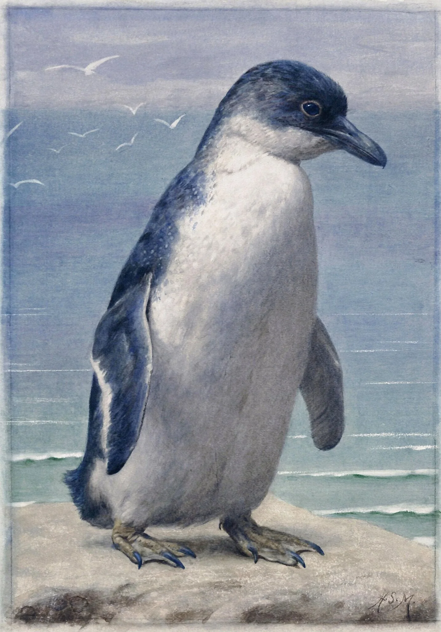 Study of a penguin, detail