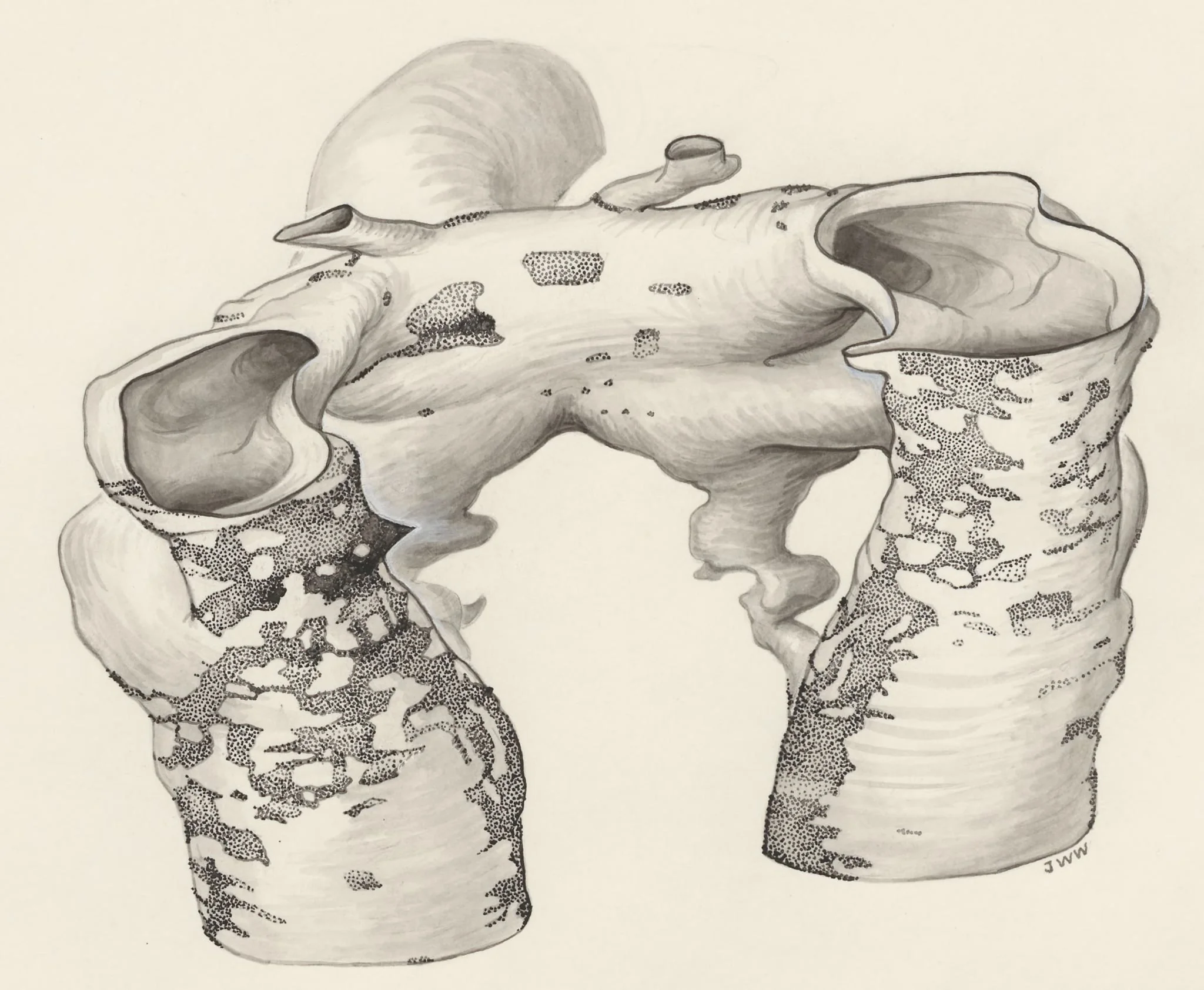 Rat embryo, detail