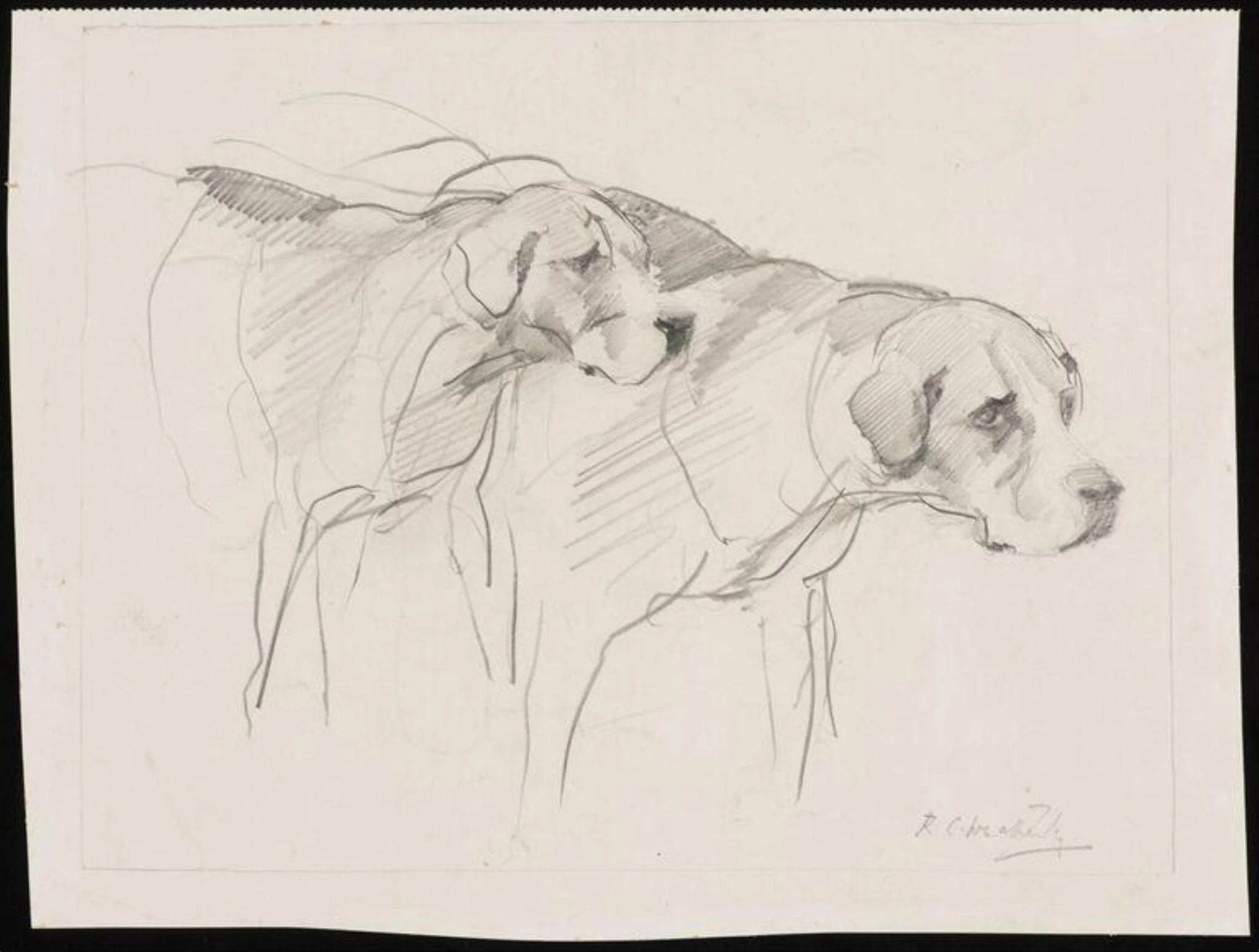 Two foxhounds, detail