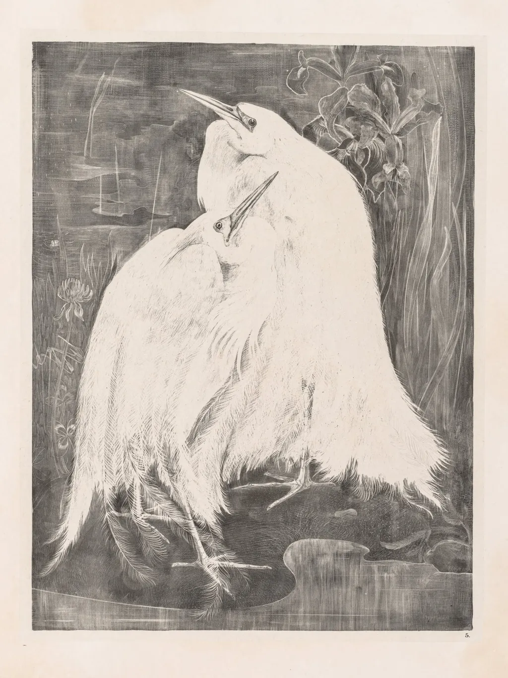 Animal Studies: Two Silver Herons, by Theo van Hoytema, 1898