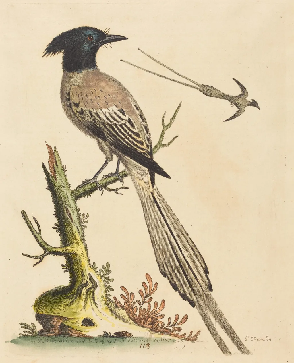 The Black and White Crested Bird of Paradise, by George Edwards, ink, 1743