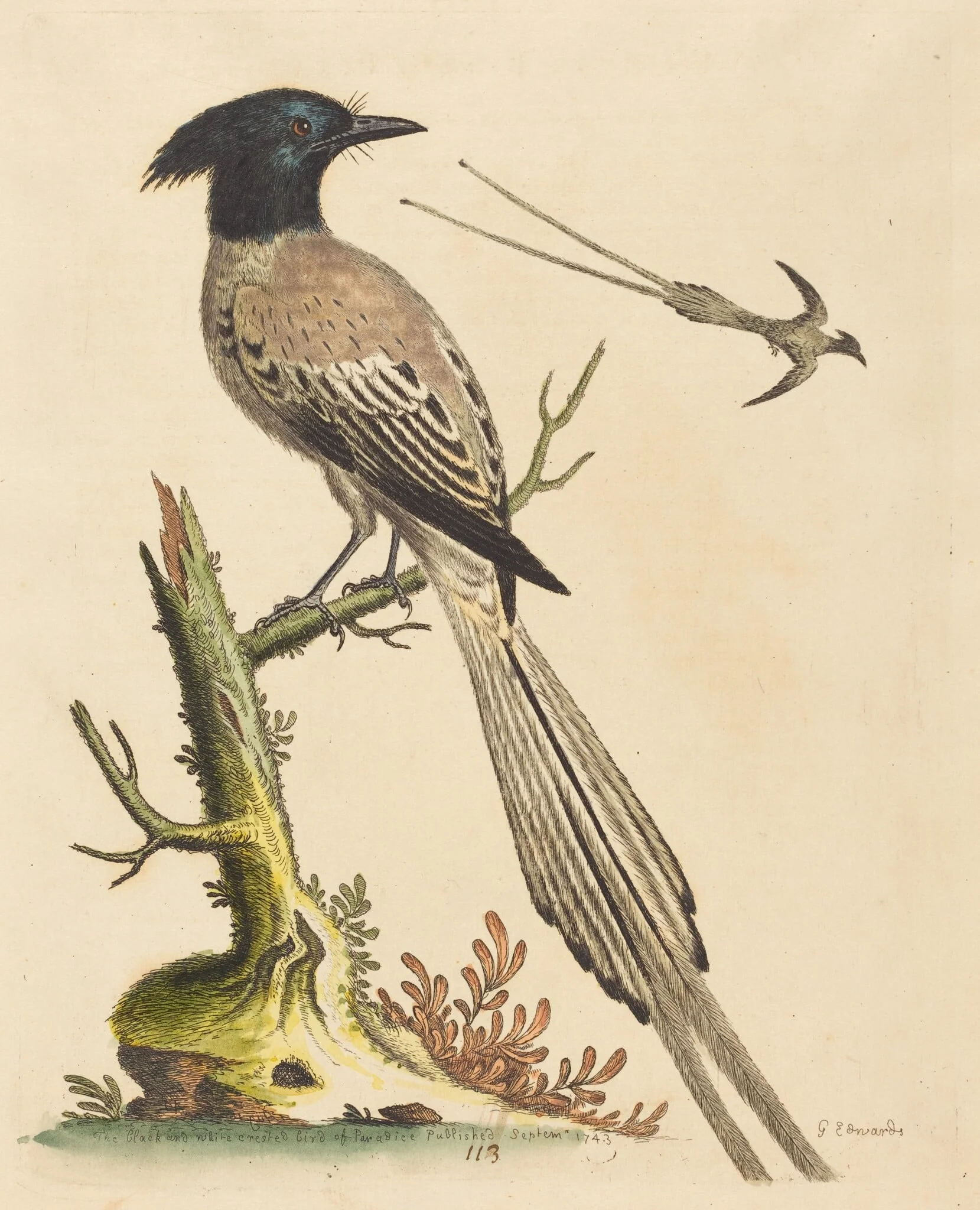 The Black and White Crested Bird of Paradise, detail