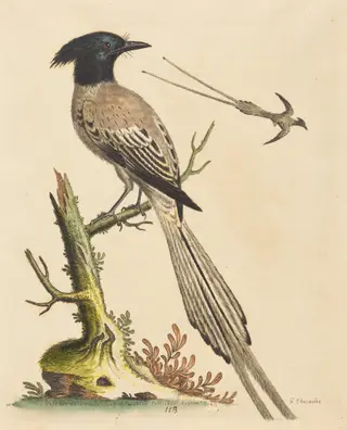 The Black and White Crested Bird of Paradise, by George Edwards, ink, 1743