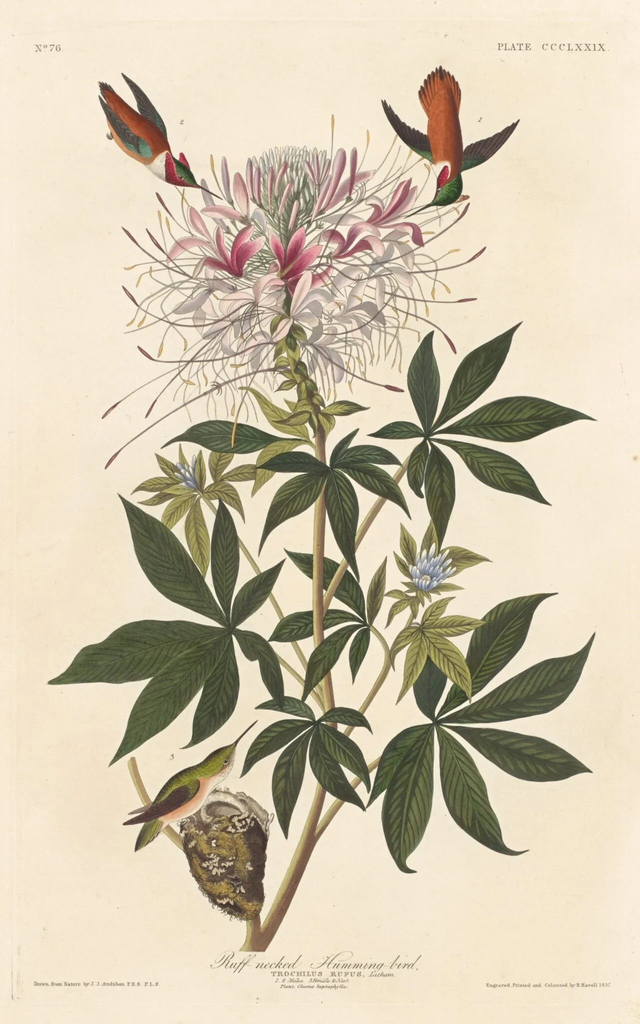 Ruff-necked Humming-bird, detail