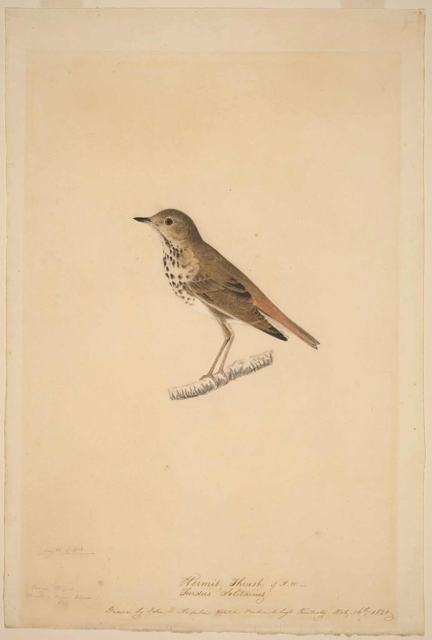 Hermit Thrush, detail
