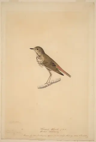 Hermit Thrush, by John James Audubon, chalk, 1820