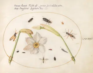 Plate 74: Insects with White Daffodils, by Joris Hoefnagel, gouache, 1594
