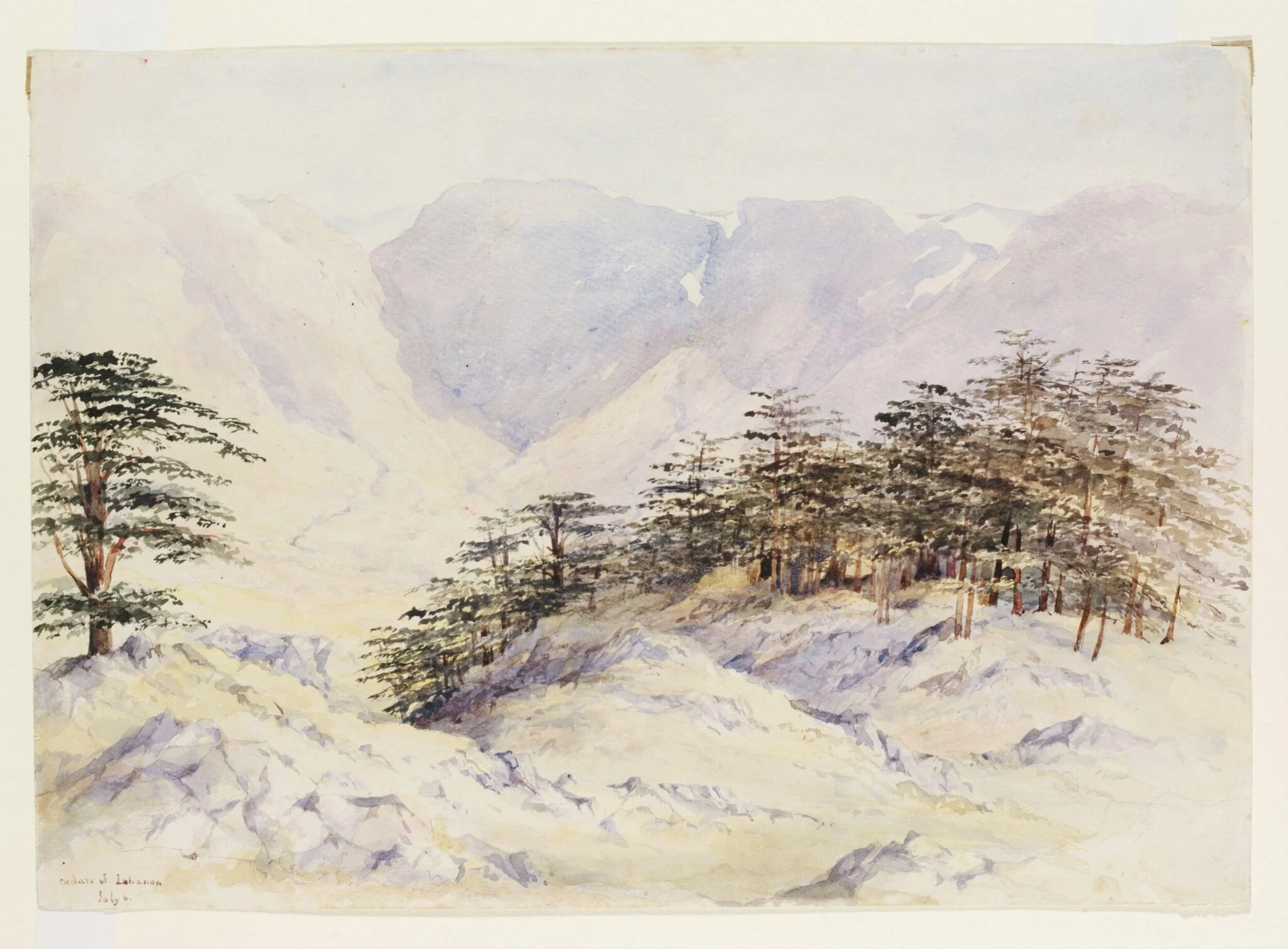 Cedars of Lebanon, detail