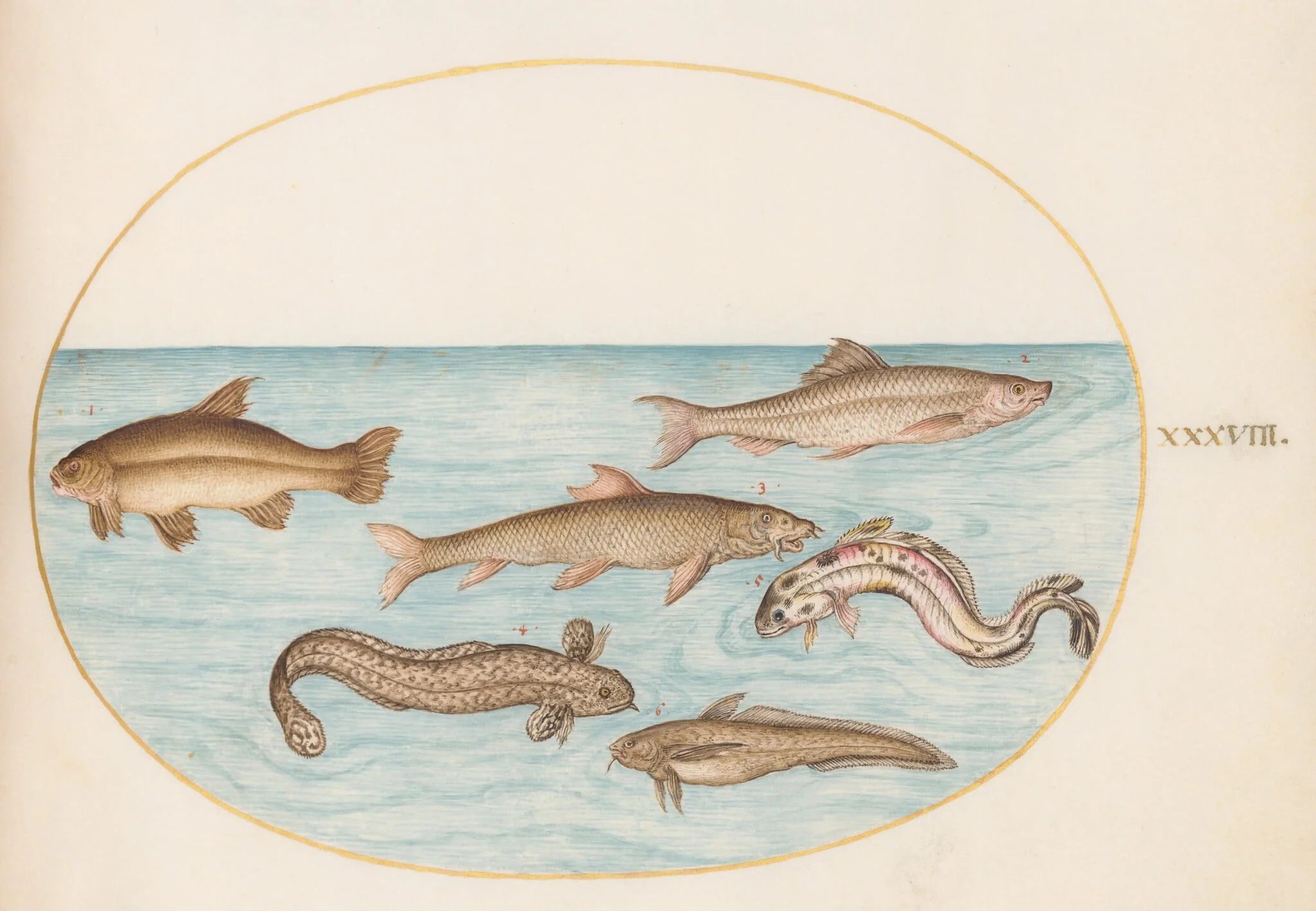 Plate 38: Burbot, Rockling, and Other Fish, detail