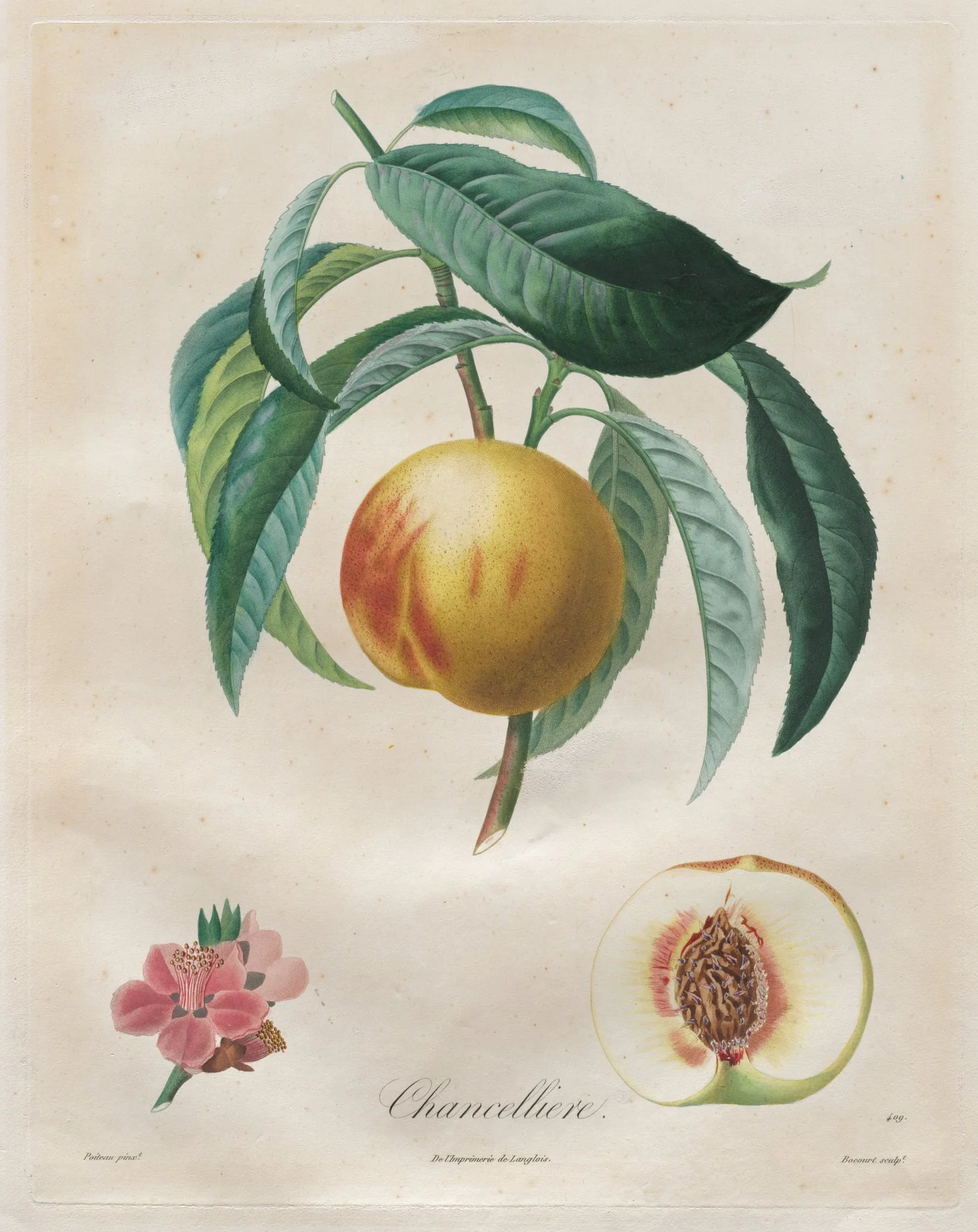 Traité des arbres fruitiers: Chancellière, detail