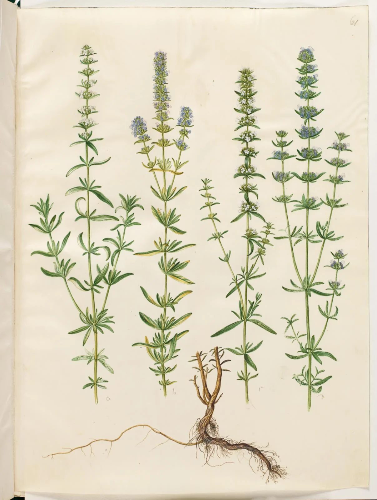Hyssopus officinalis (ægte isop), detail