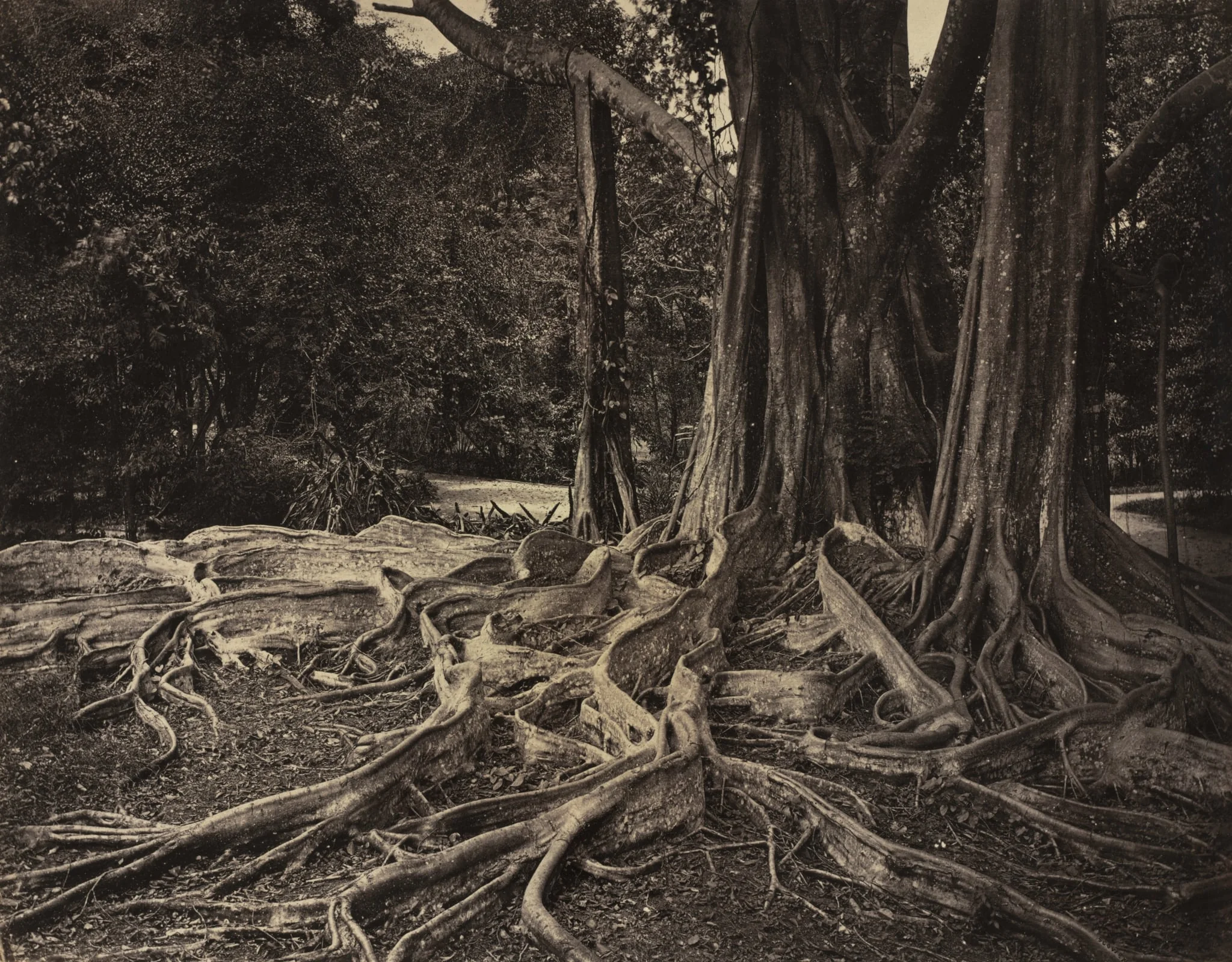 Rubber Tree, Assam, India (Ficus Elastica), detail