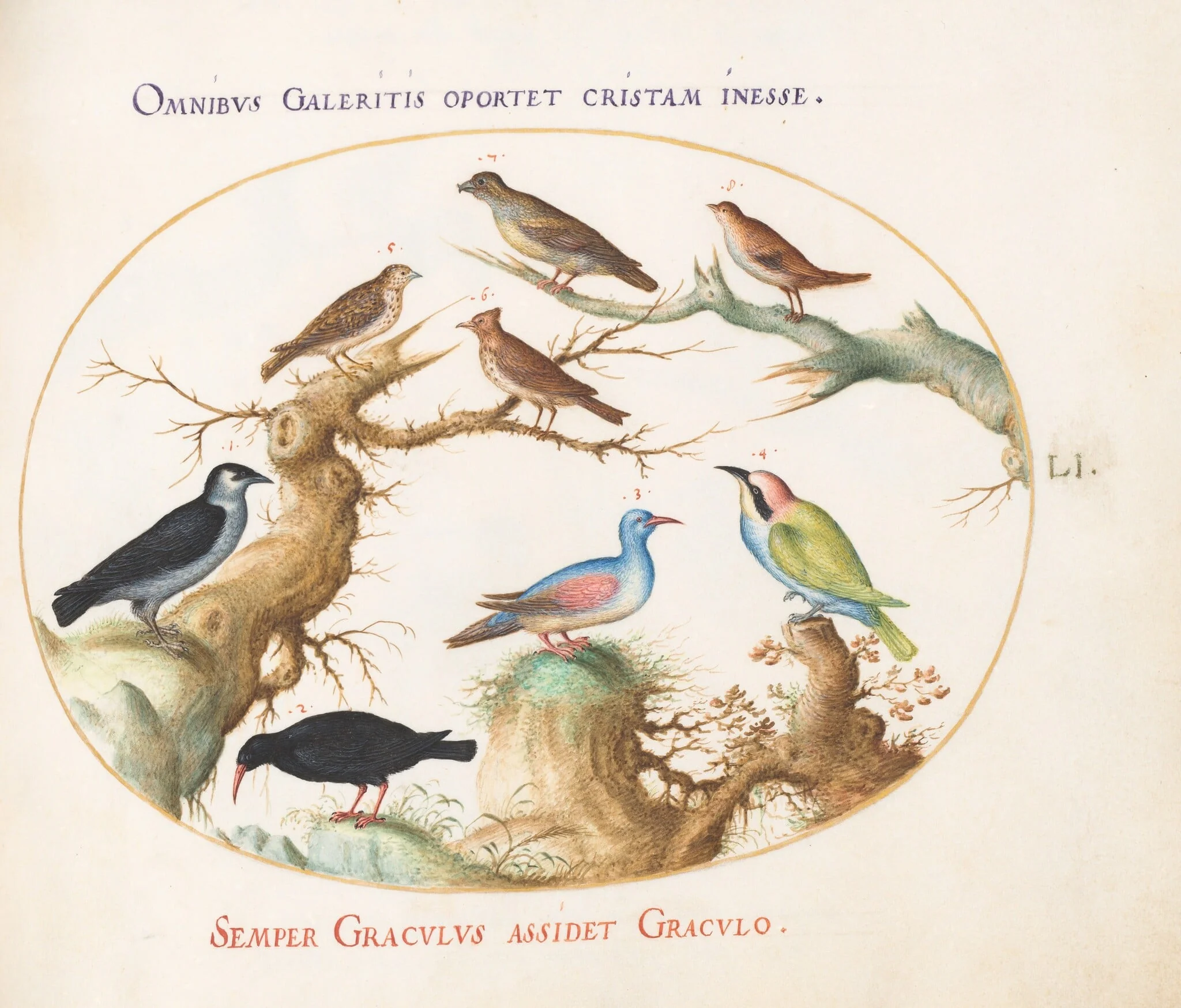 Plate 51: Crossbeak, Chough, Bee-Eater, and Other Birds, detail