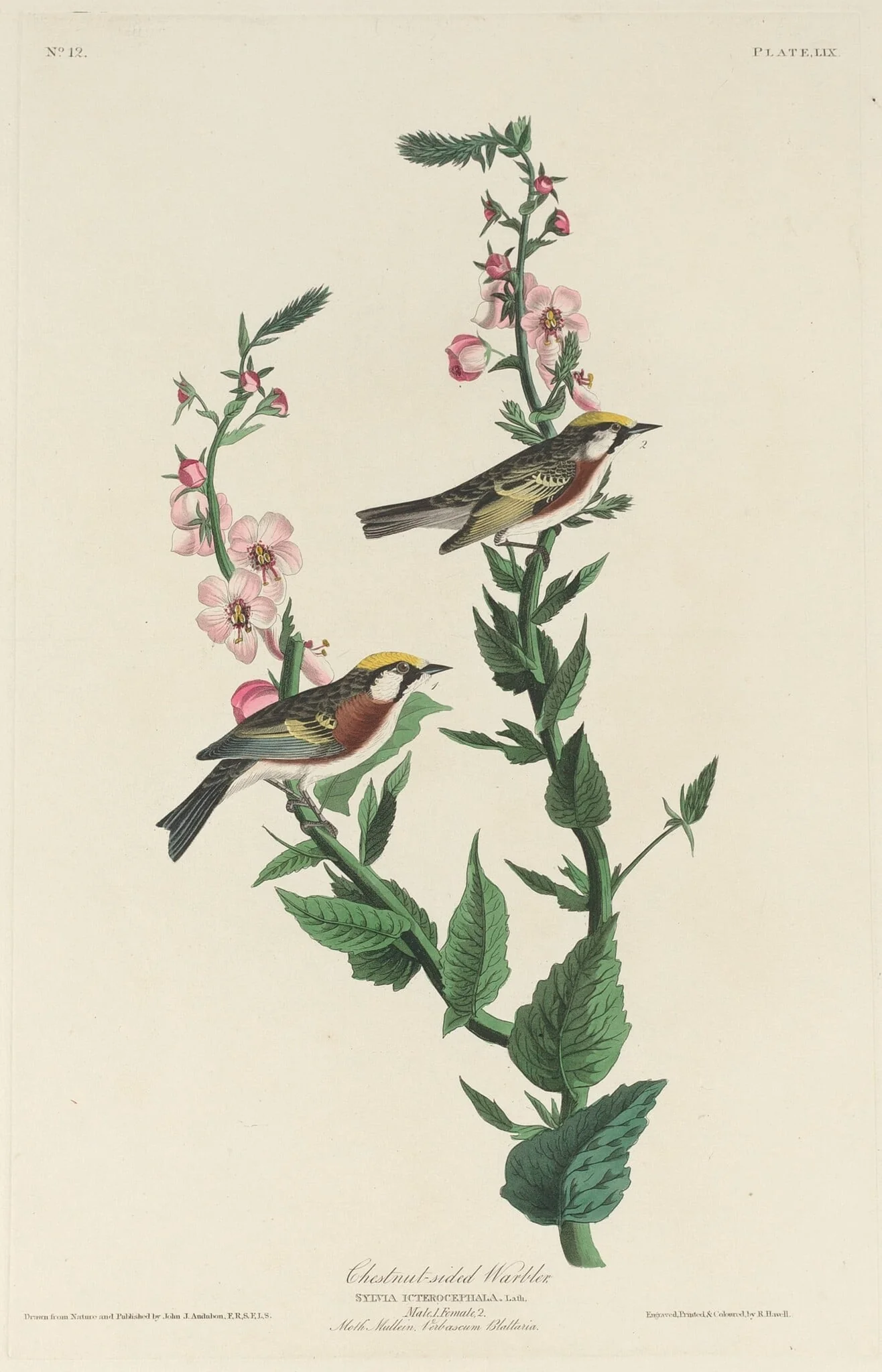 Chestnut-sided Warbler, detail