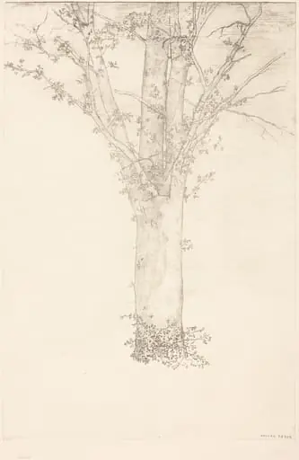 Arbre (Tree), by Odilon Redon, ink, 1892