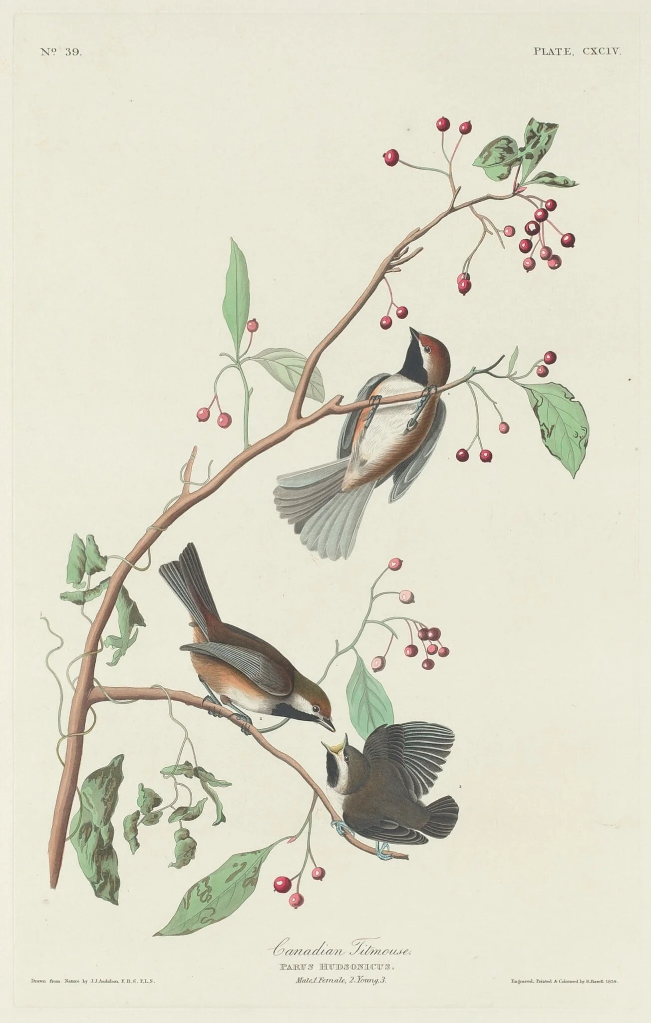 Canadian Titmouse, detail