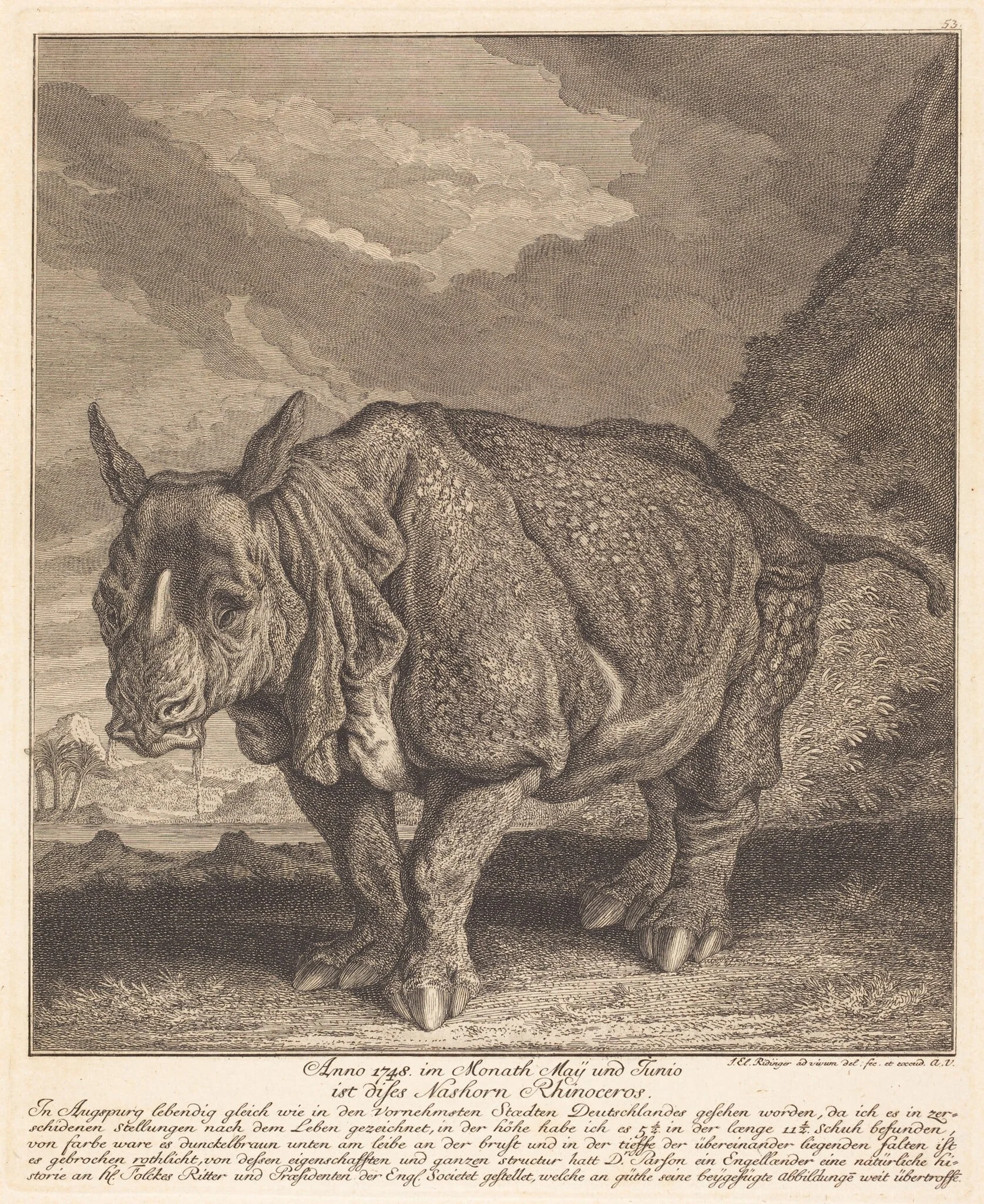 Nashorn Rhinoceros, detail