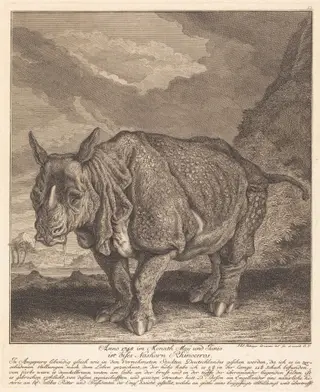 Nashorn Rhinoceros, by Johann Elias Ridinger, ink, 1748