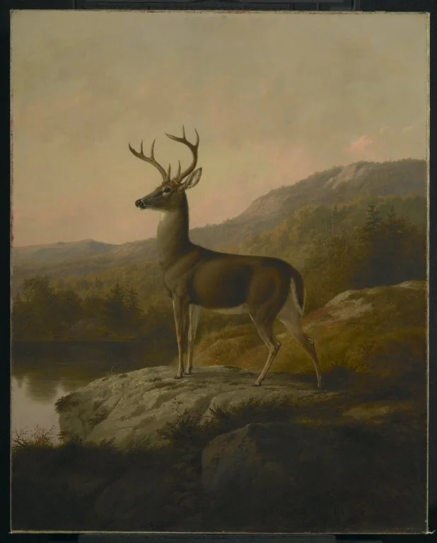 Deer, detail