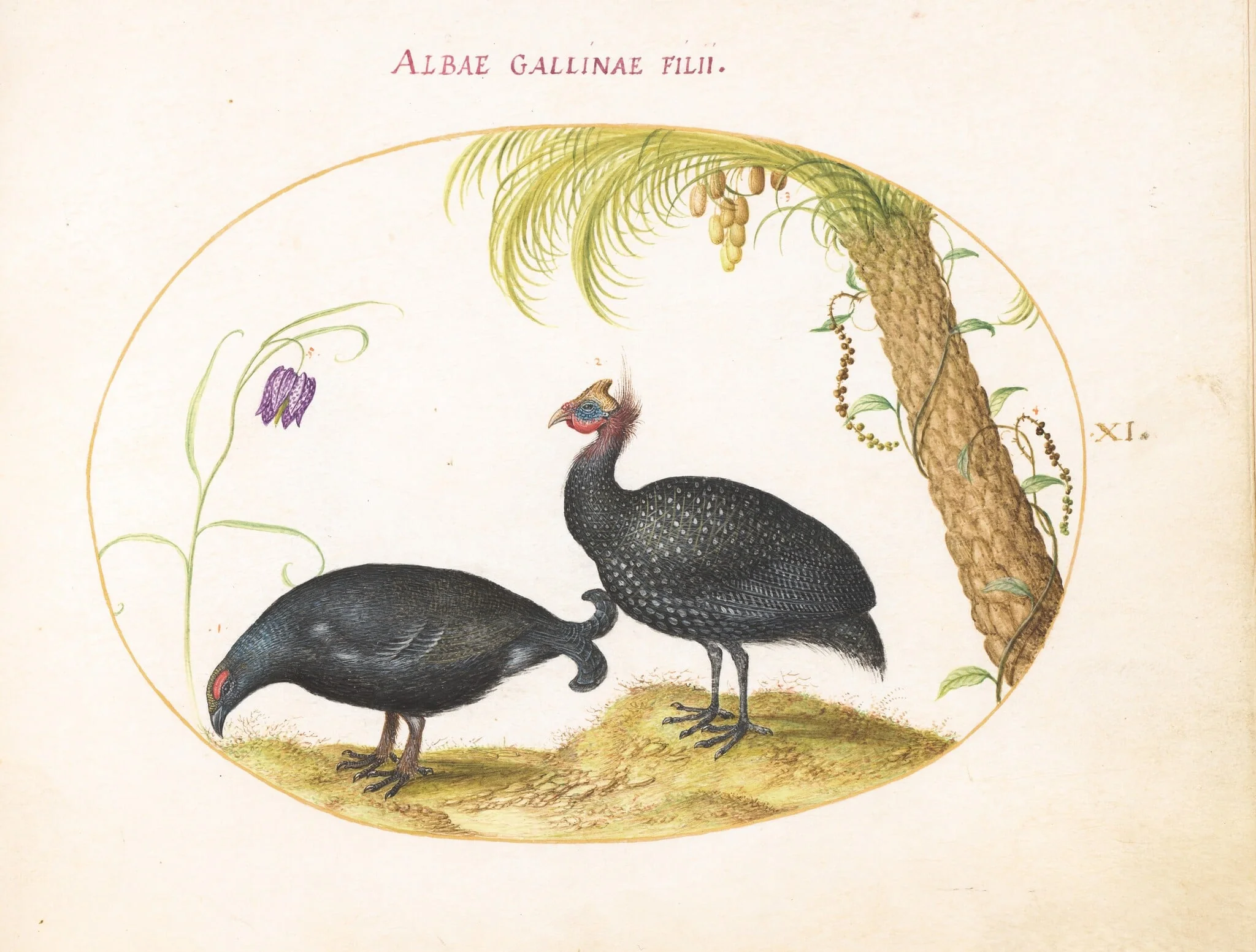 Plate 11: A Caucasian Grouse and a Helmeted Guineafowl, detail