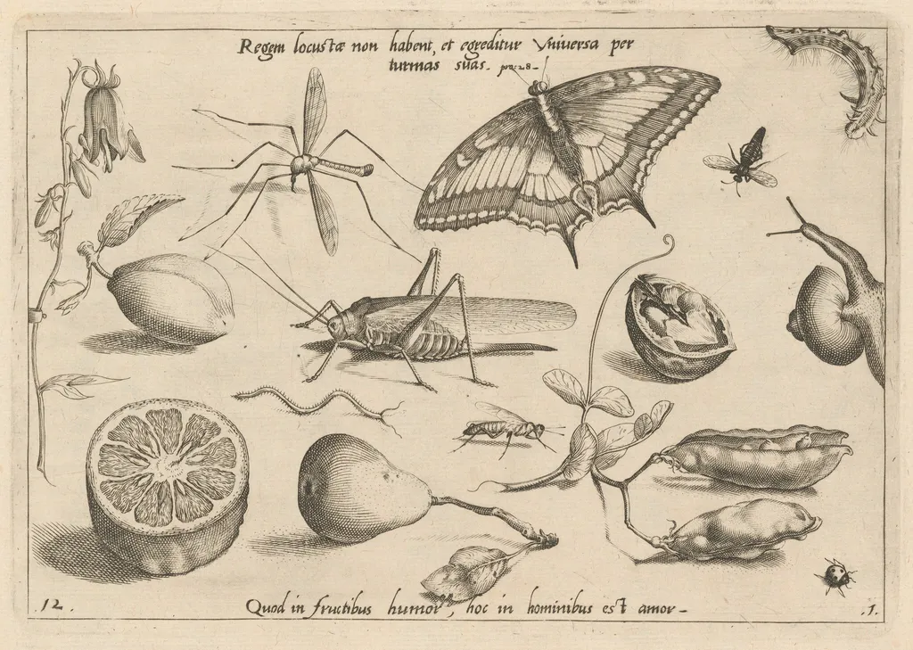 Archetypa studiaque patris Georgii Hoefnagelii [Part 1, Plate 12], by Jacob Hoefnagel, ink, 1592