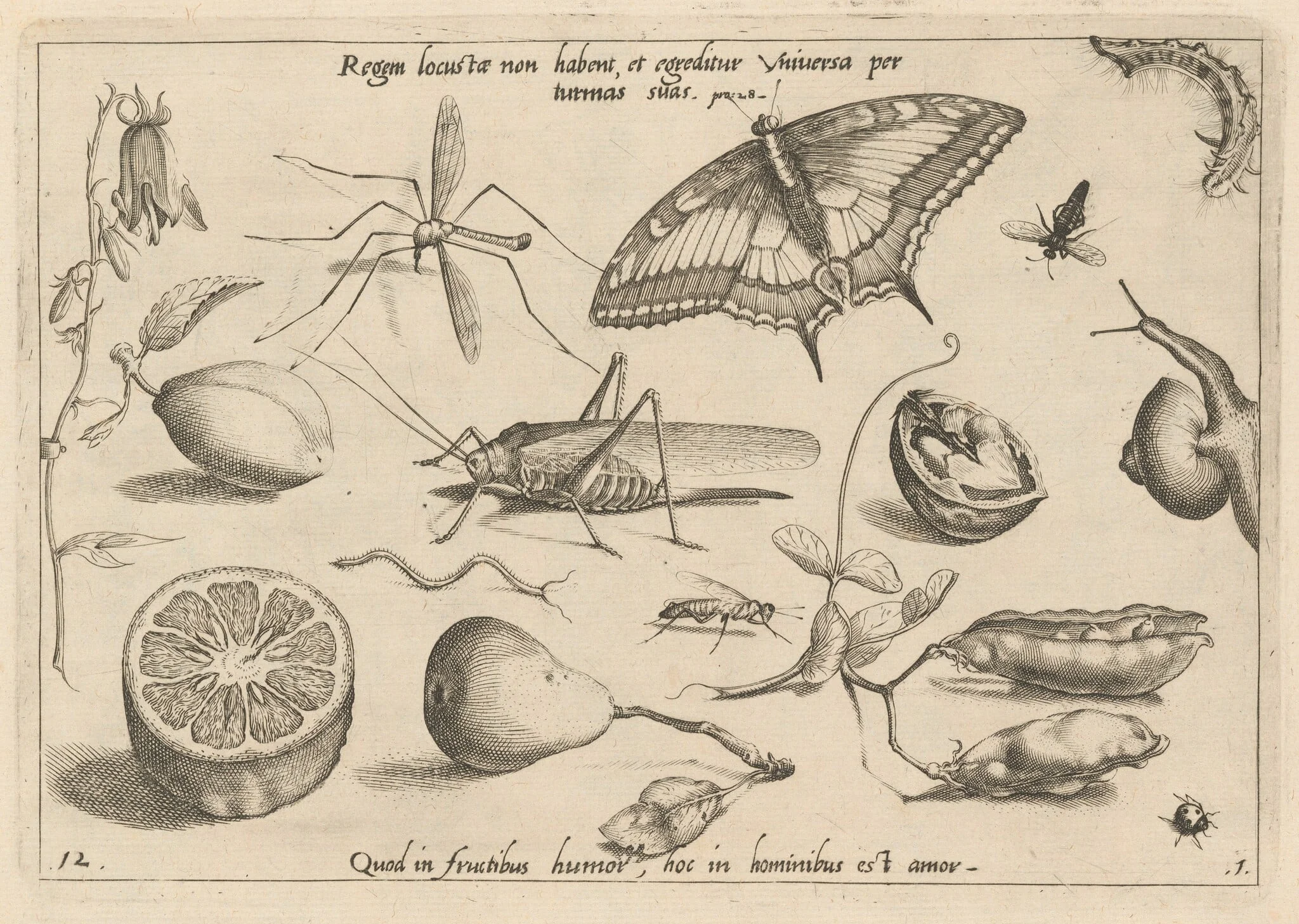 Archetypa studiaque patris Georgii Hoefnagelii [Part 1, Plate 12], detail