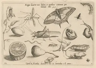 Archetypa studiaque patris Georgii Hoefnagelii [Part 1, Plate 12], by Jacob Hoefnagel, ink, 1592