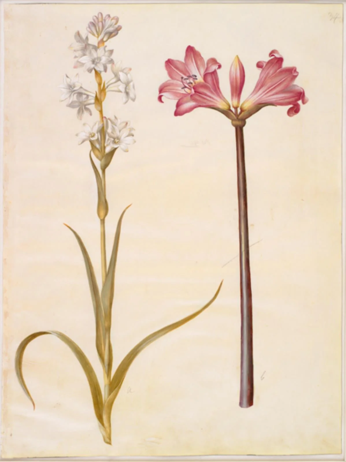 Polianthes tuberosa (tuberose); Amaryllis belladonna (belladonnalilje), detail
