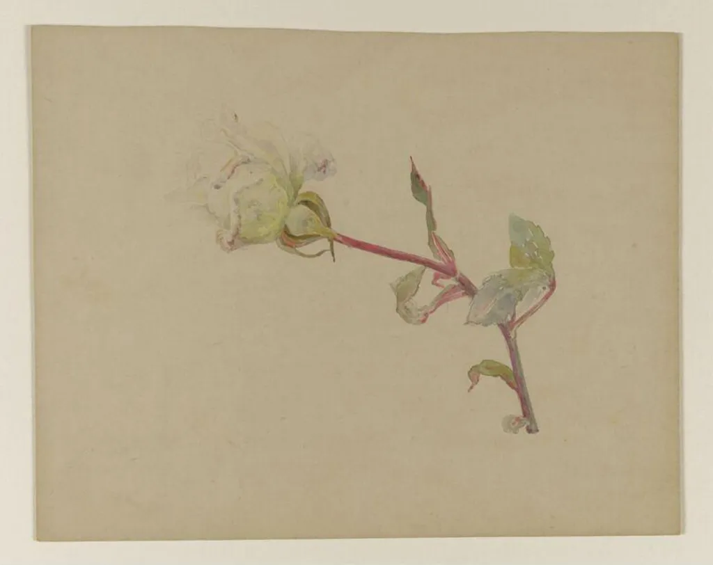 White rose, by Beatrix Potter, watercolor, 1850