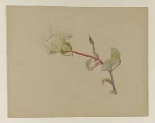 White rose, by Beatrix Potter, watercolor, 1850