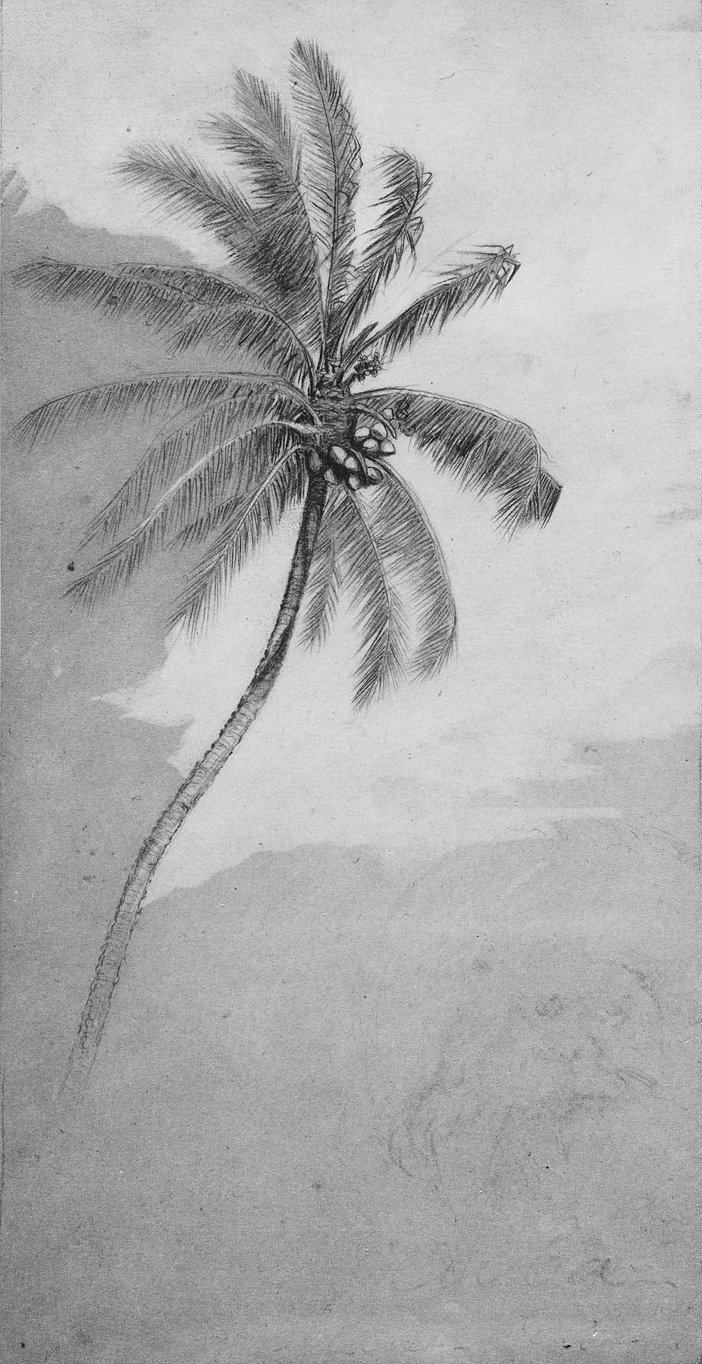 Palm Tree, detail