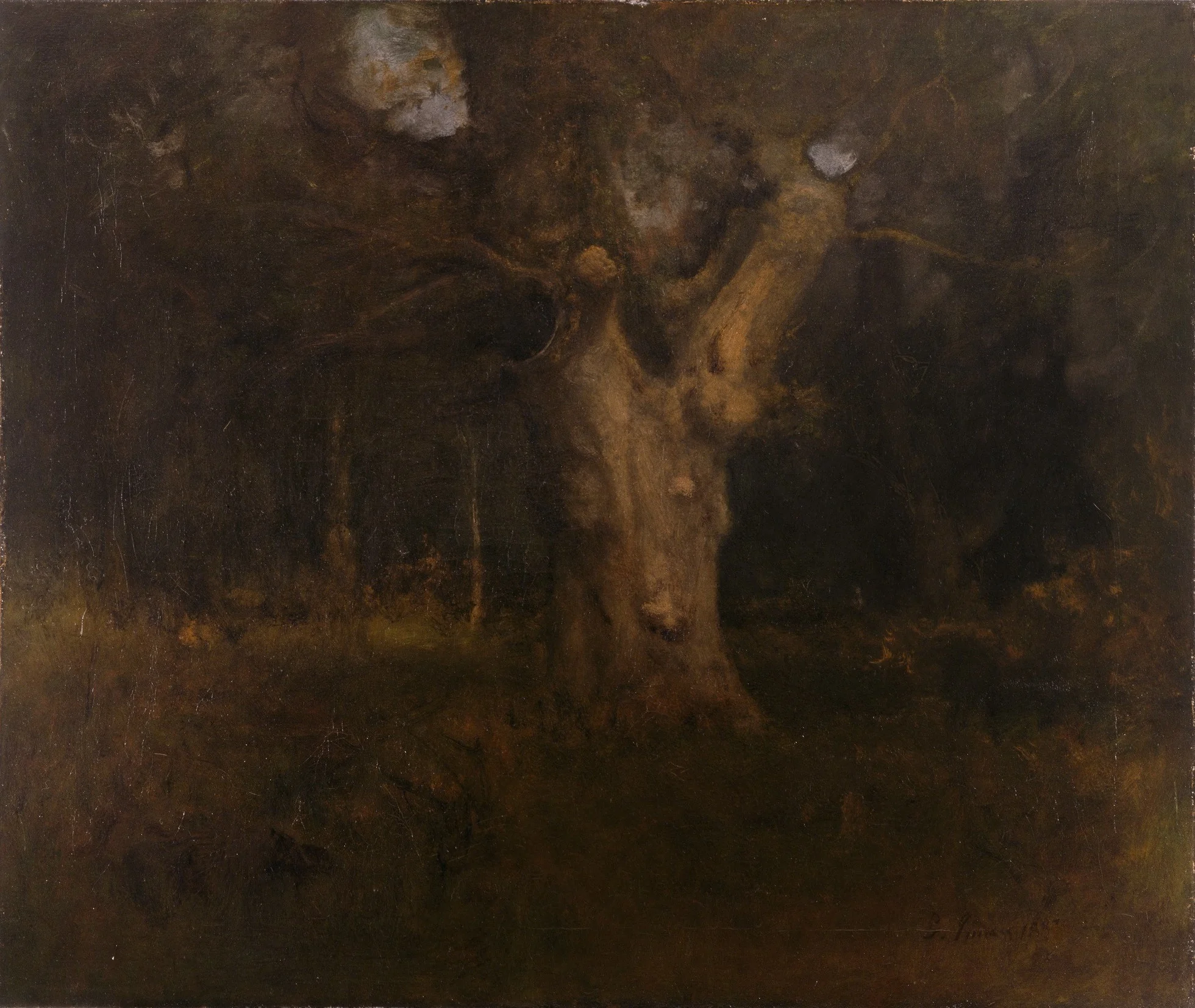 Royal Beech in New Forest, Lyndhurst, detail