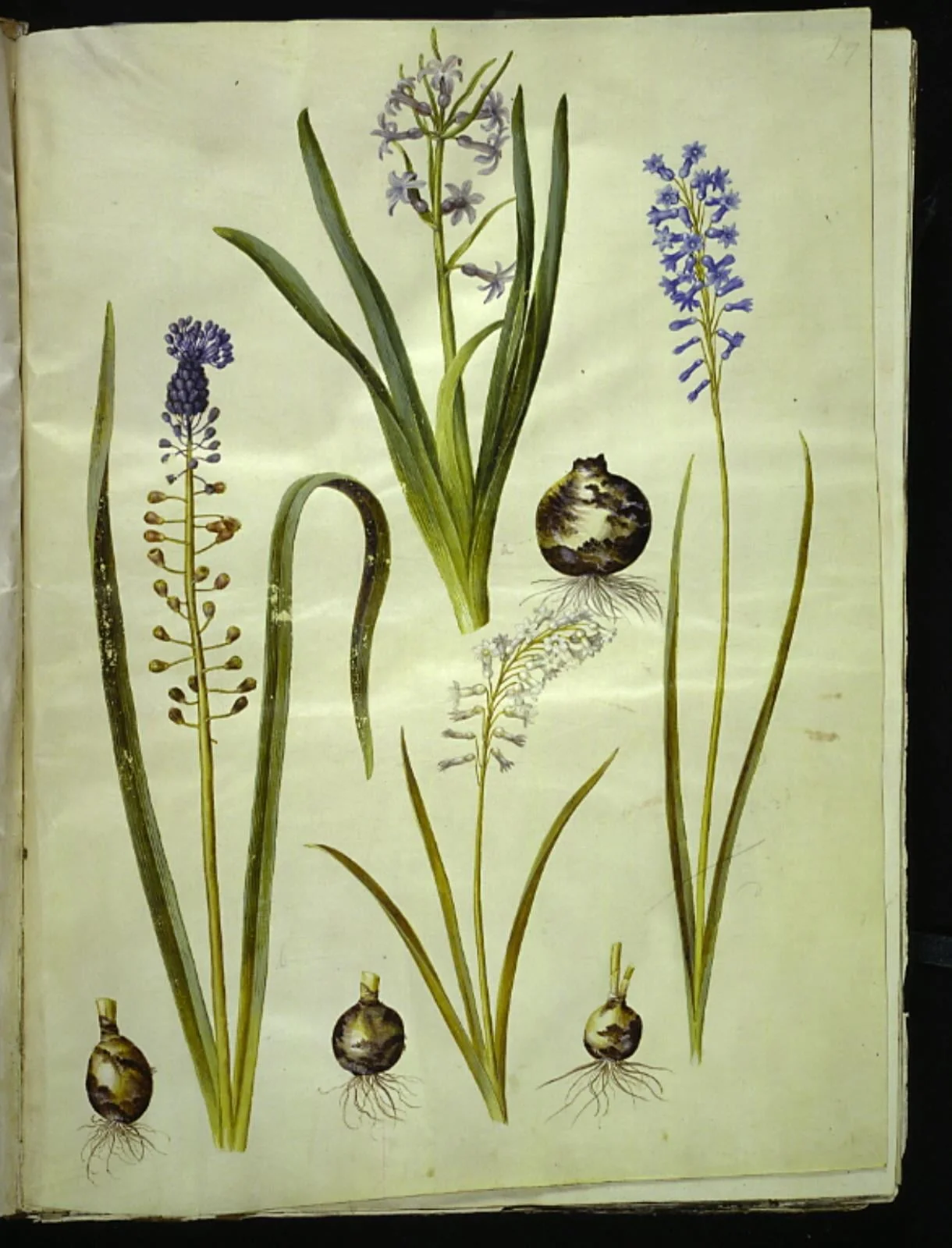 Hyacinthus orientalis (almindelig hyacint); Muscari comosum (duskhyacint); Brimeura amethystina (pyrenæisk hyacint), detail