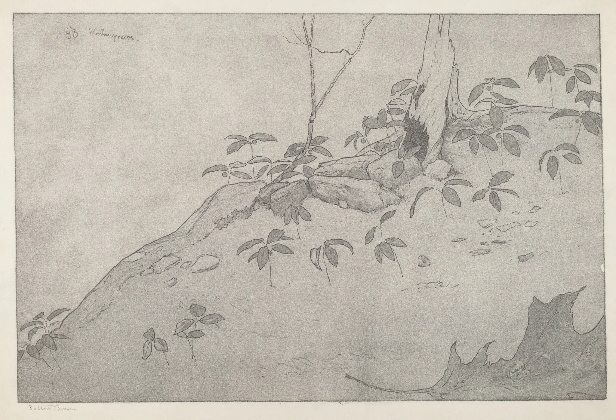 Wintergreens, detail