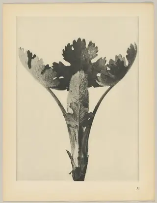 Macleya cordata, by Karl Blossfeldt, 1928